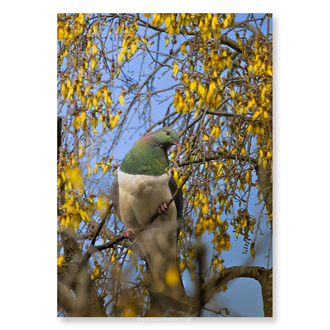 Kereru-1.png