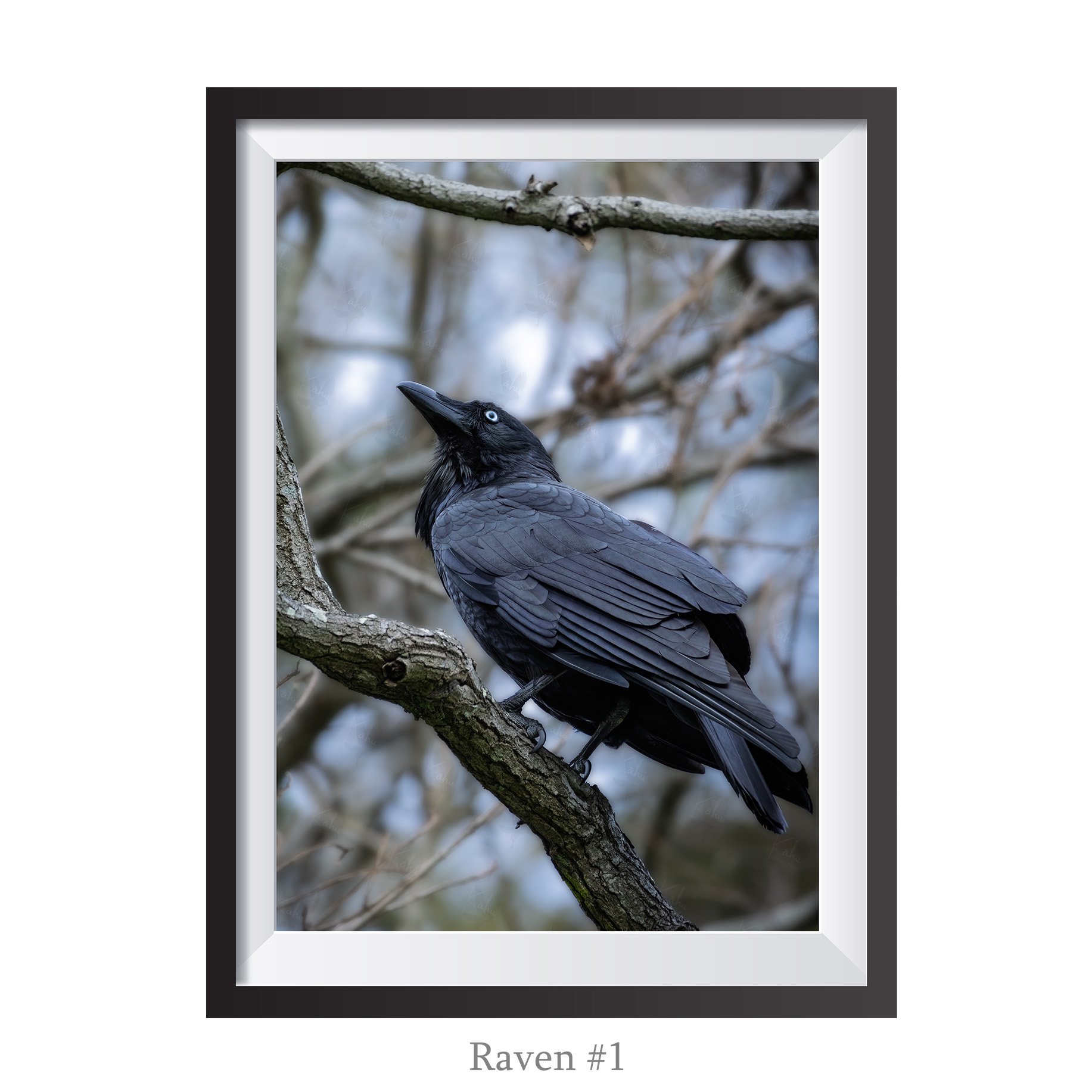 A4-Raven1.jpg