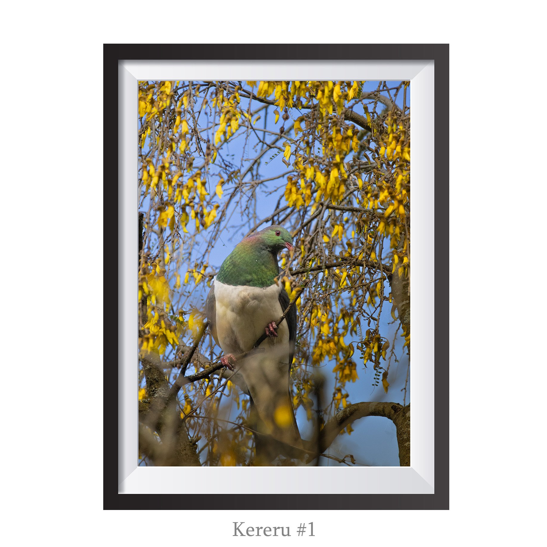 A4-Kereru1.jpg