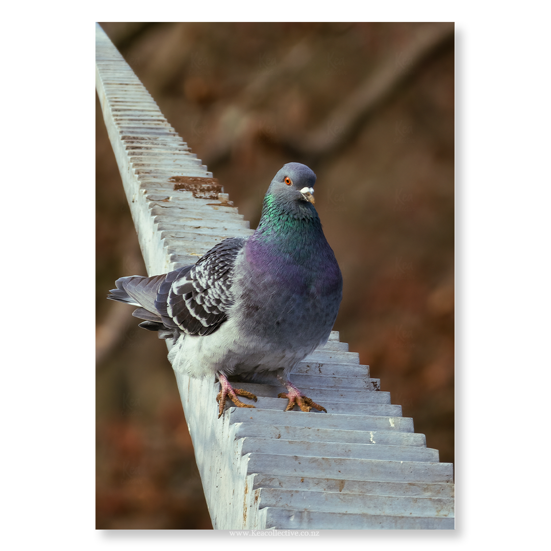 RockPigeon-1.png