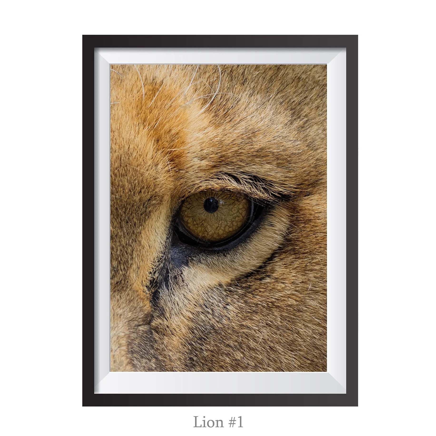 A4-Lion1.jpg