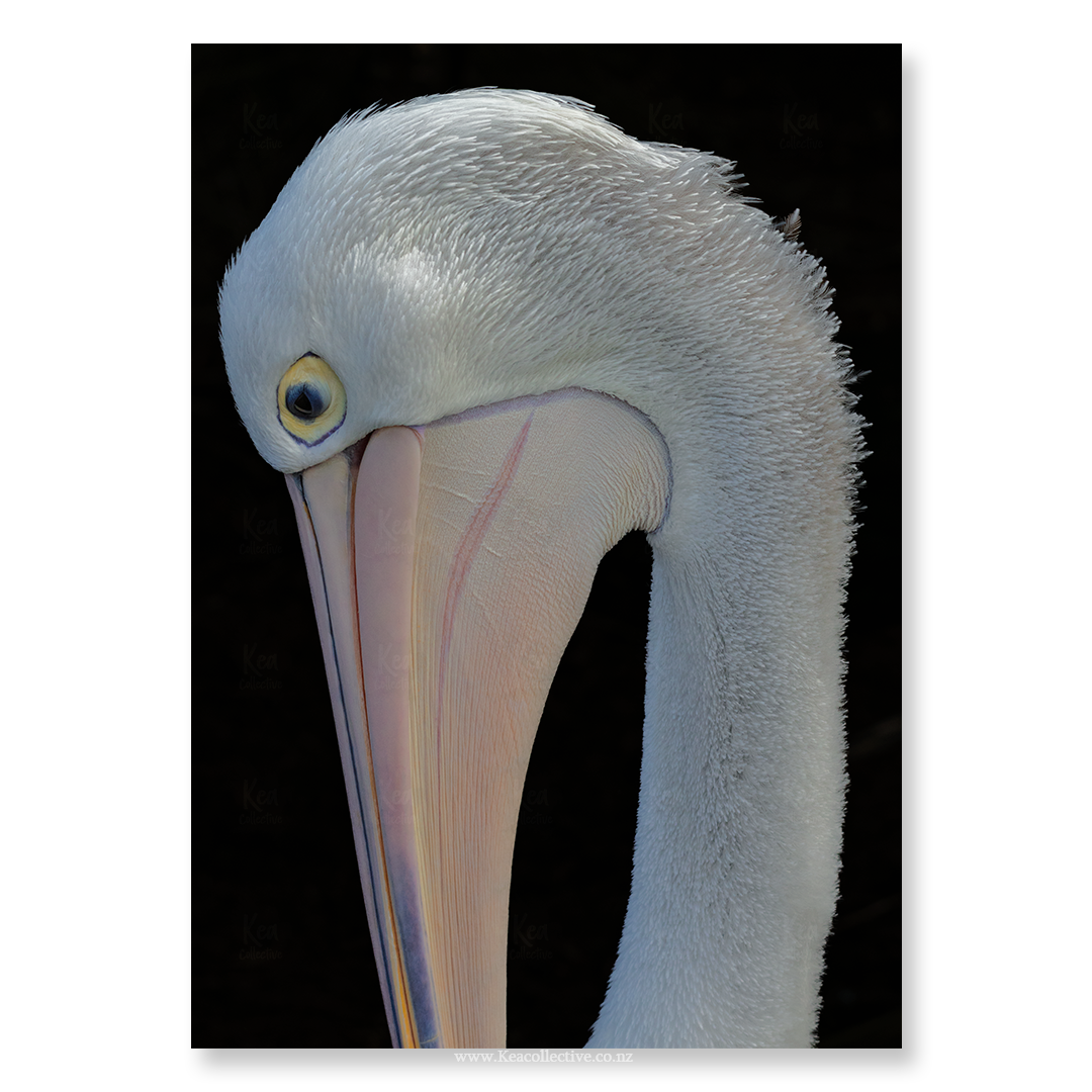 Pelican-1.png