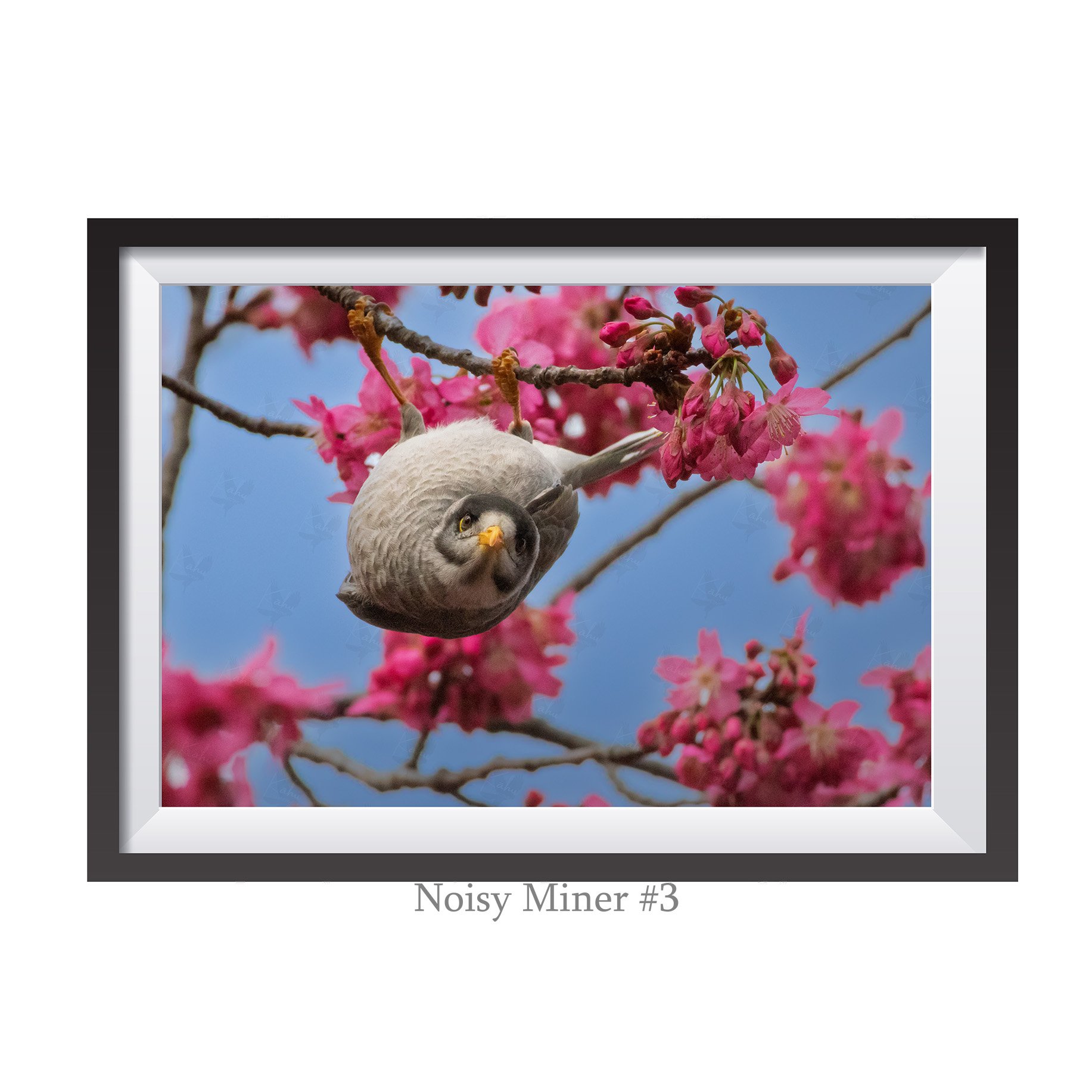 6x4-NoisyMiner3.jpg