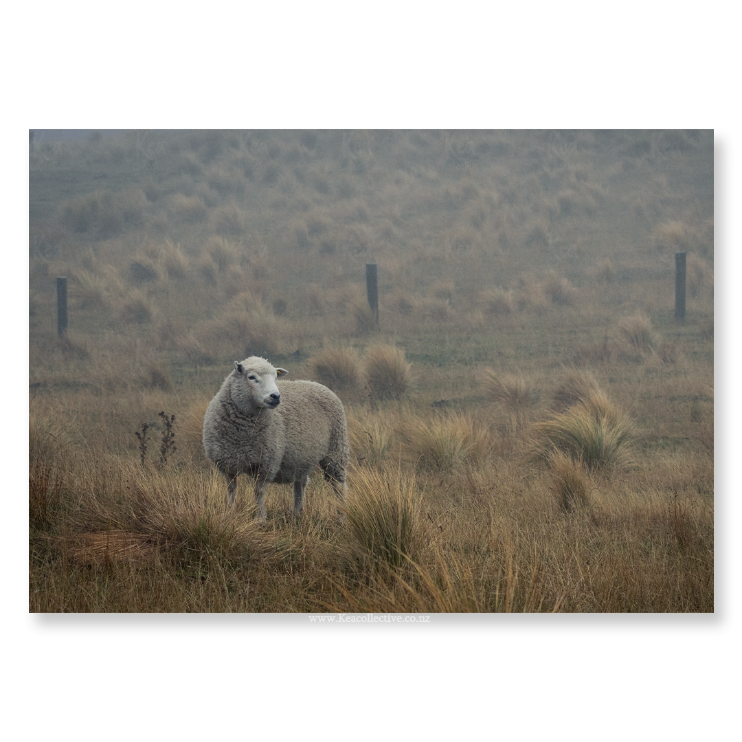 Sheep-1.png