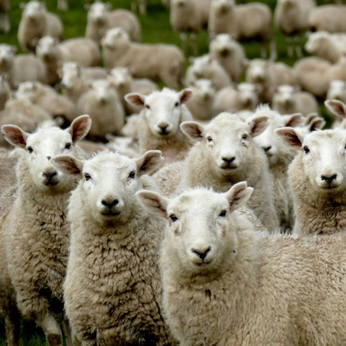 Could There Be a More Qualified King?