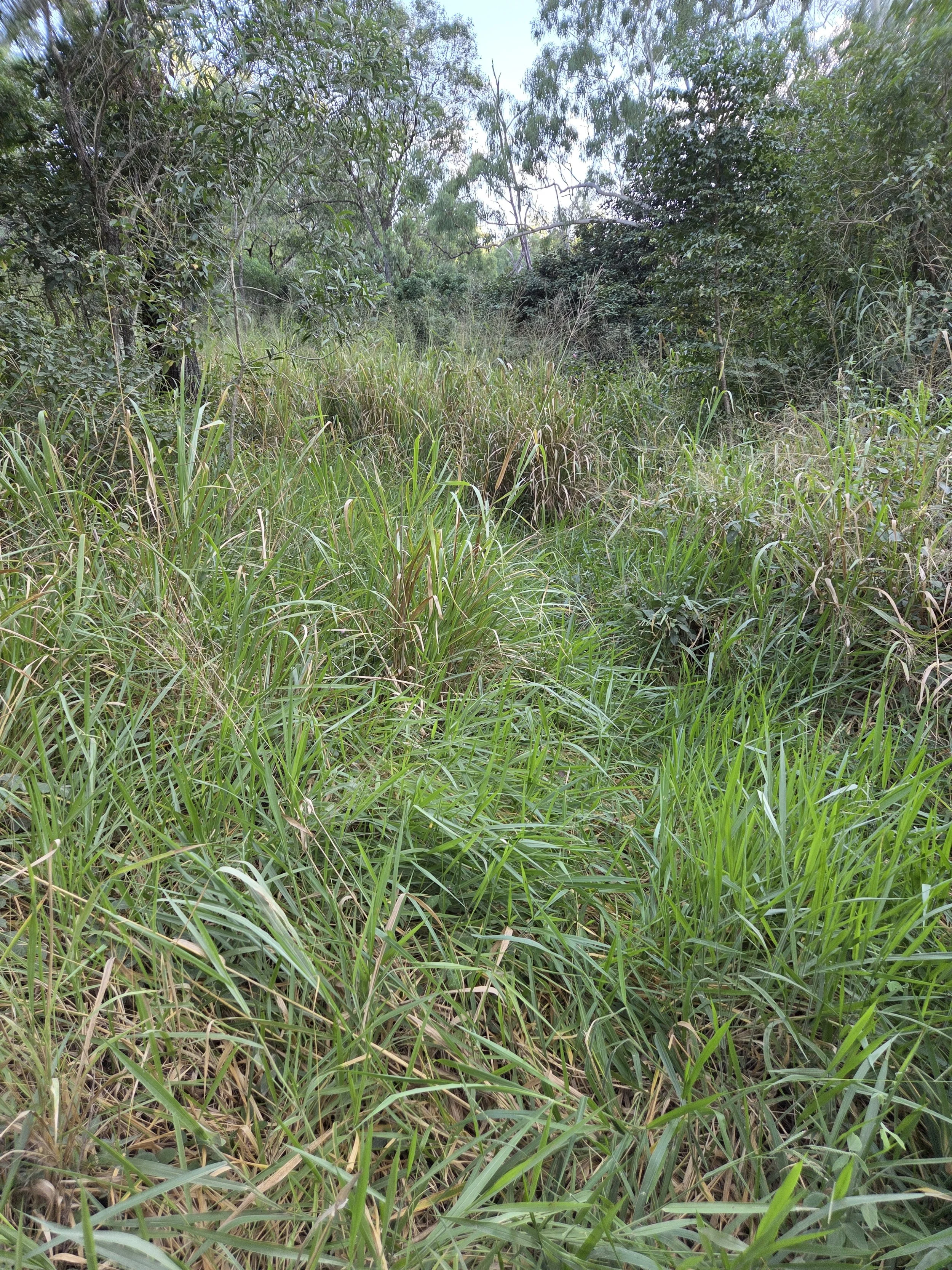 Overgrown Paddock Clearing, Mackay. EJ's Plant Hire & Vegetation Managment