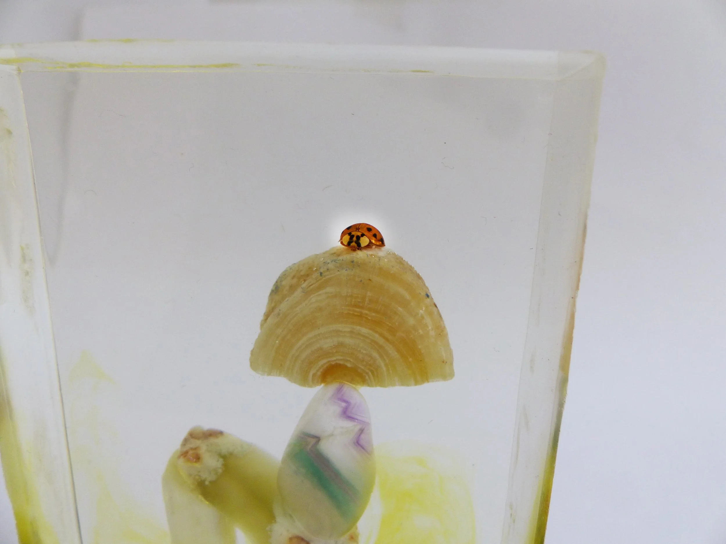coccinelle .jpg