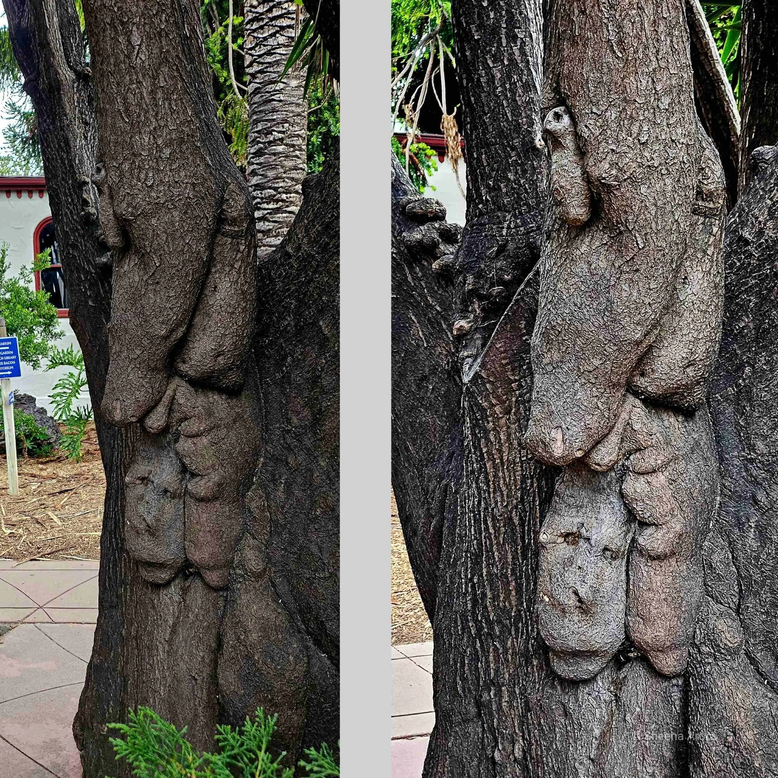 Close-up photography of vertical tree bark formations forming three stacked, guardian-like facial profiles at the Rosicrucian Egyptian Museum grounds in San Jose, captured by Sheena Arora. Deep earthy textures, shadowy bark eyes, and weathered wooden
