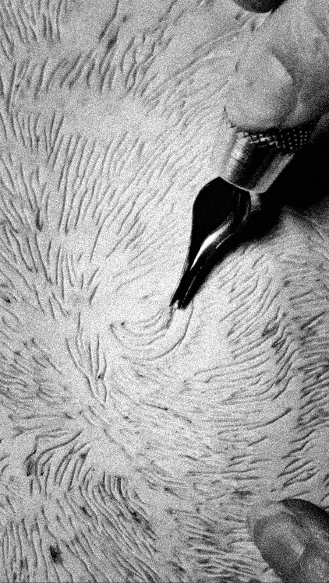 matrice-linogravure-panthere-noir-veilleur-silencieux-gravure-oeil.jpg
