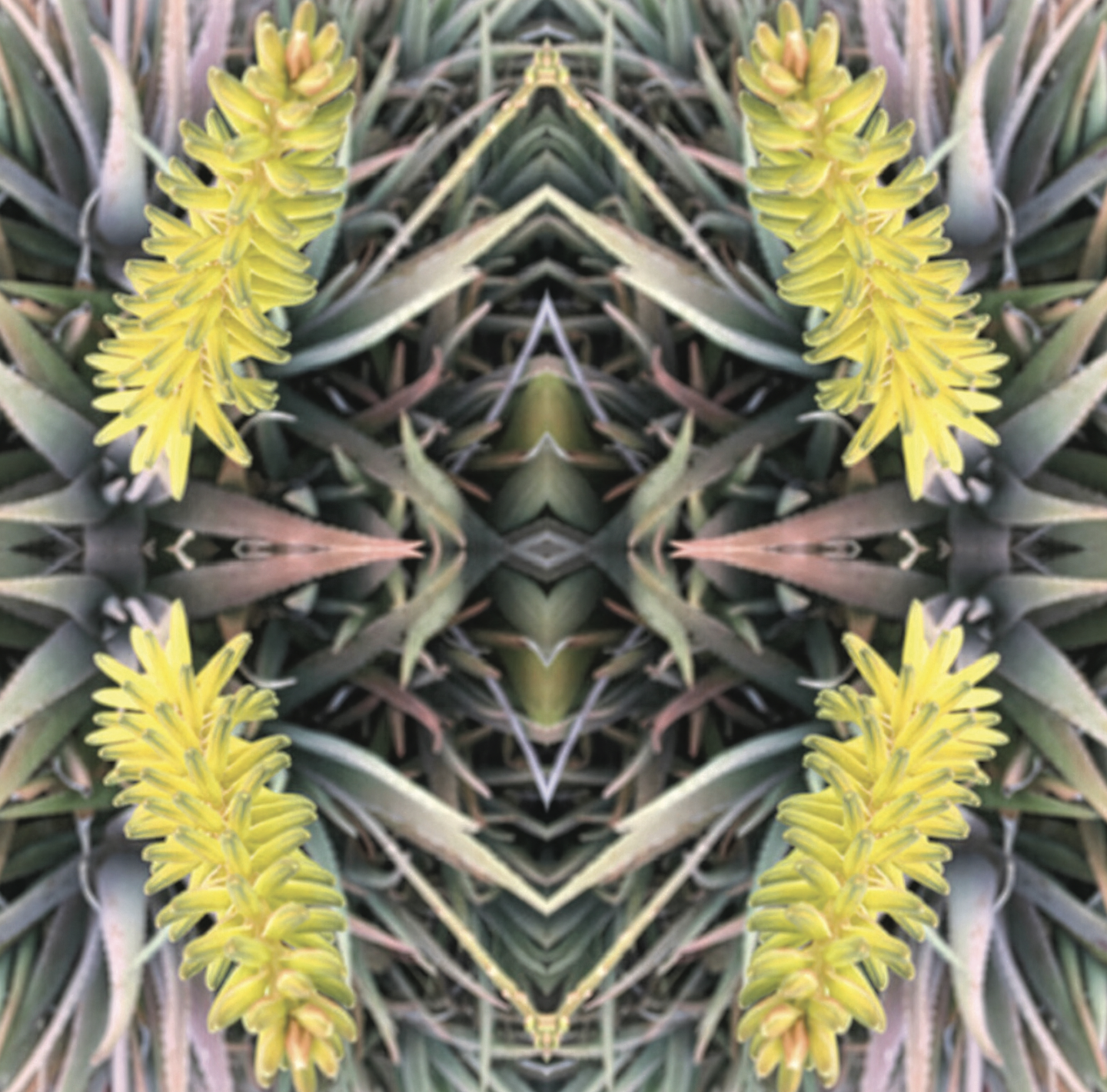 Aloe 