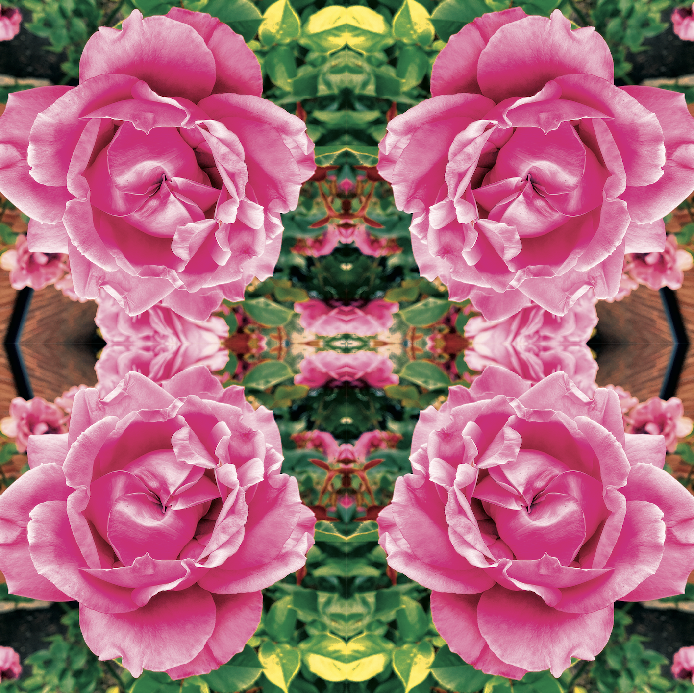 Gypsy Queen - Rose Harvest| Bulgaria