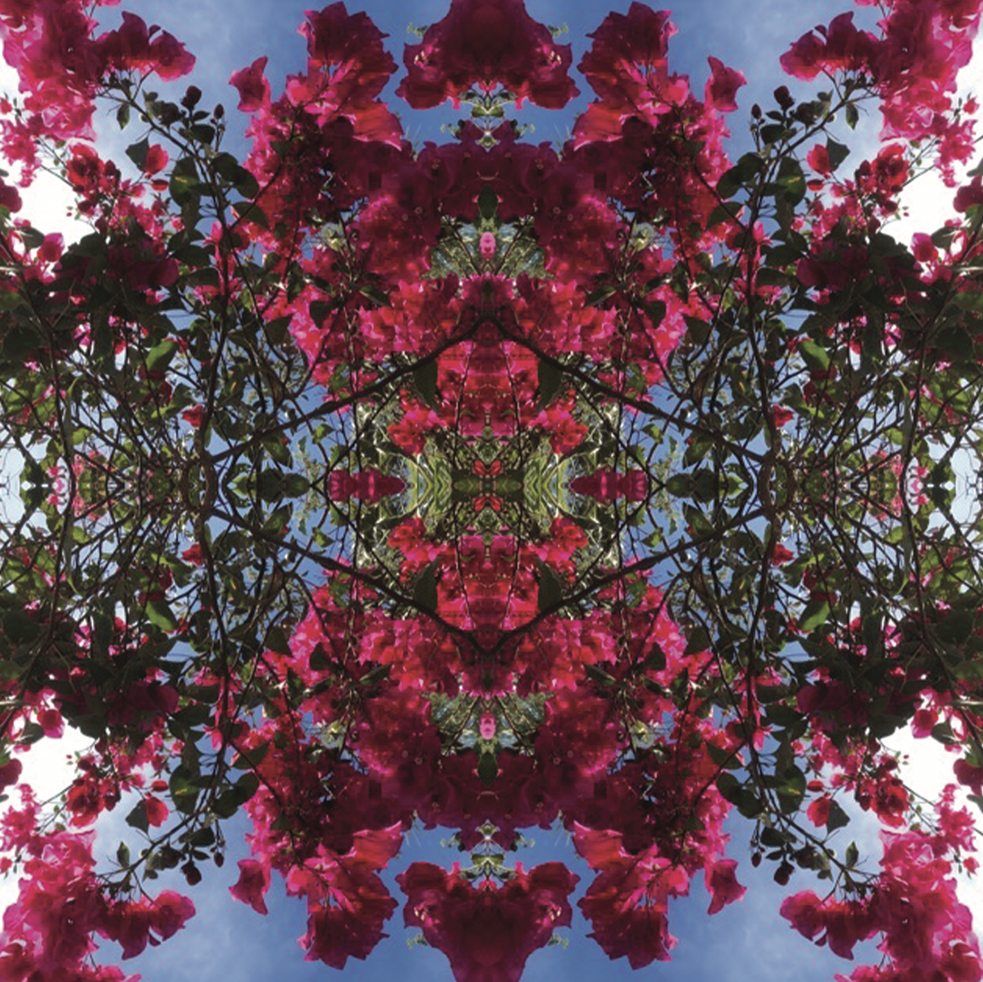 Bougainvillea - Ojai