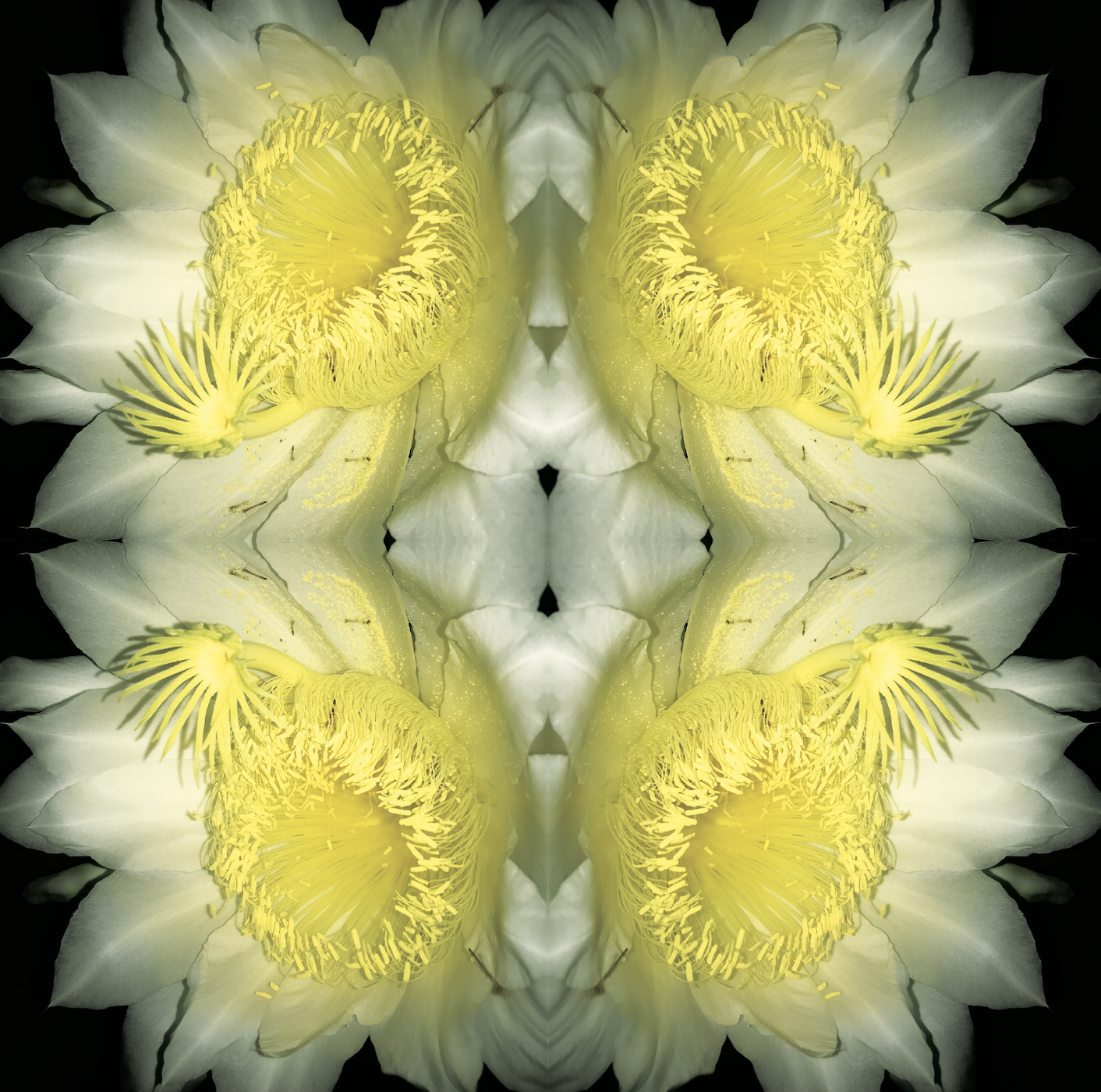 Magic Cactus Nightbloom