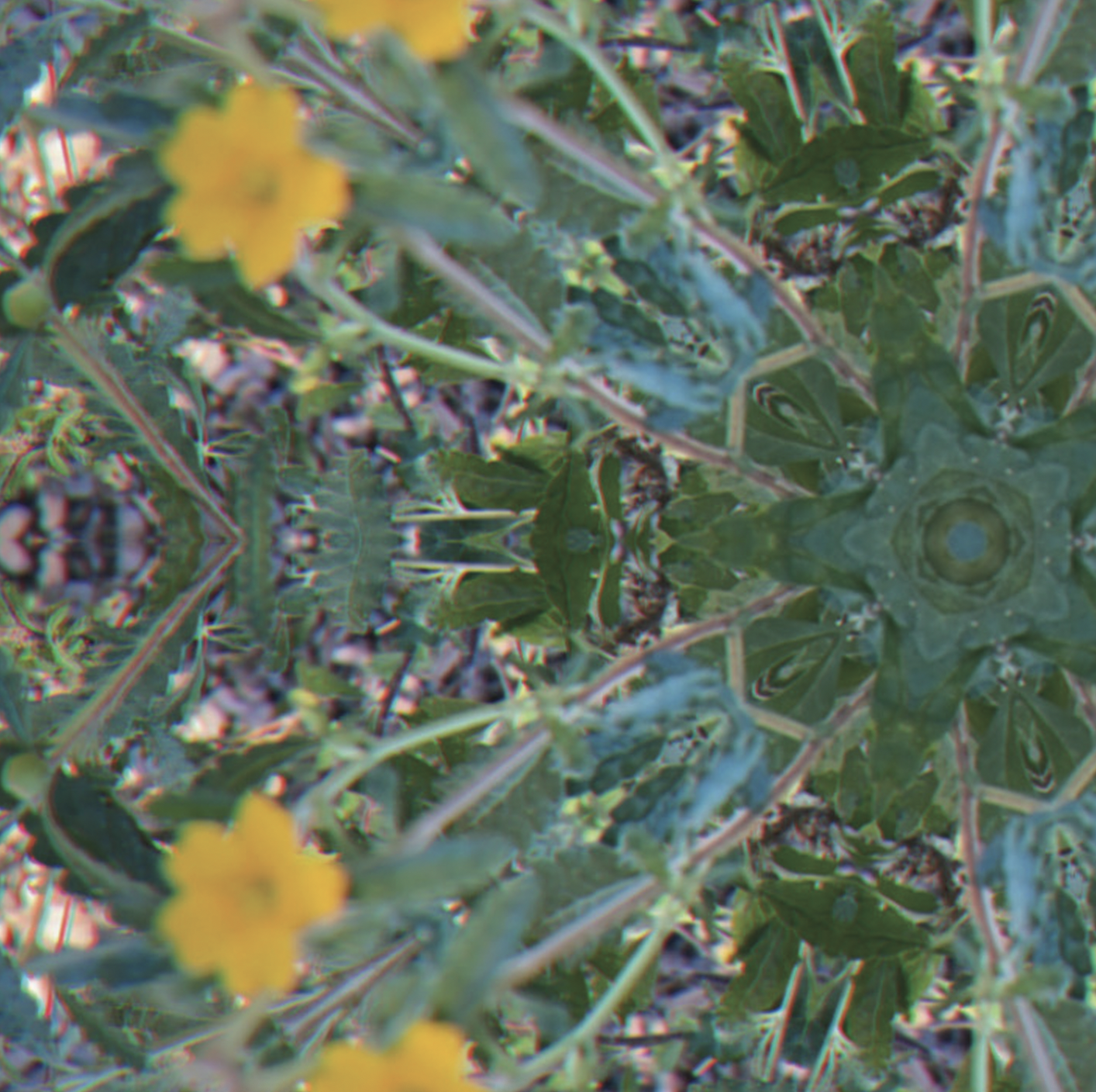 Damiana - Baja blooms 