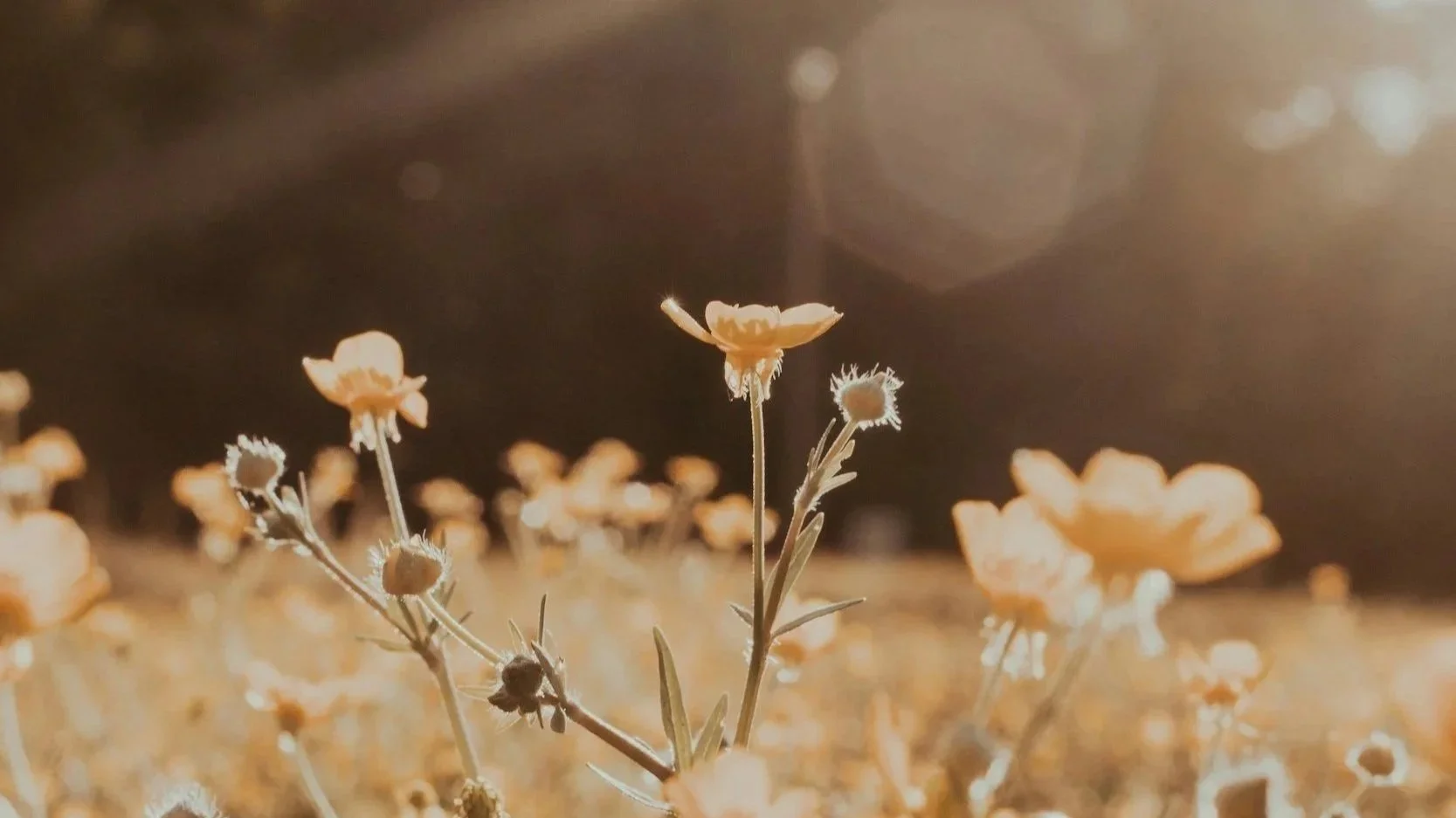 Short-Term Stabilisation Program       (6 sessions)