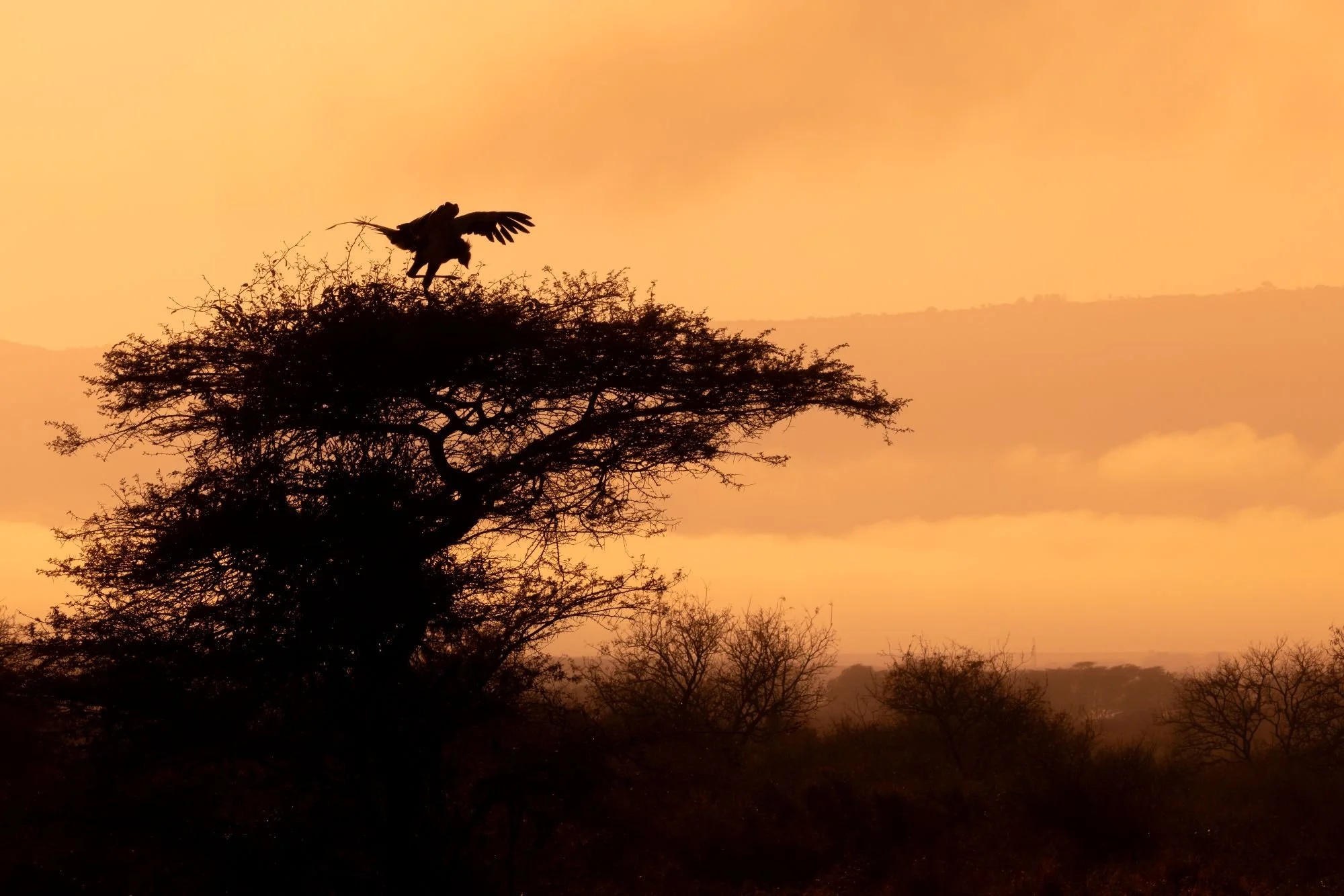 Secretarybird-sydafirka-zimanga-zimangaprivategamereserve-naturfoto-fågelfoto-1.jpg