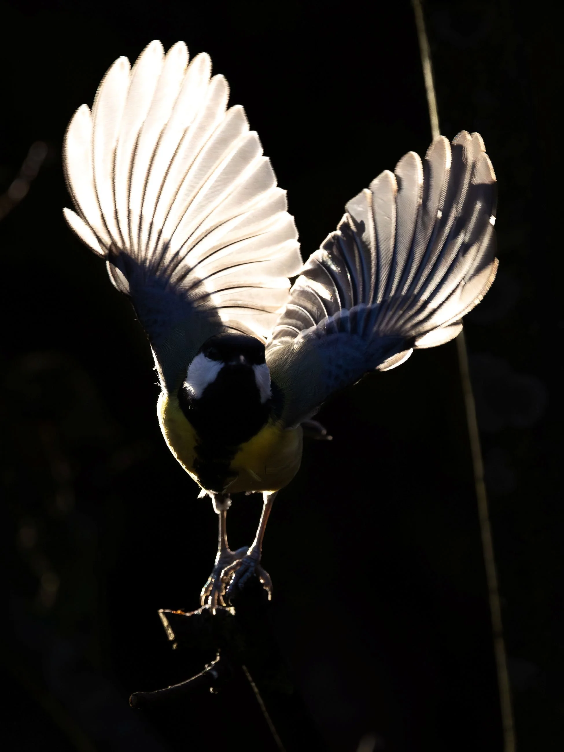 Talgoxe-motljus-fågelfoto-naturfoto-skåne-Sverige.jpg