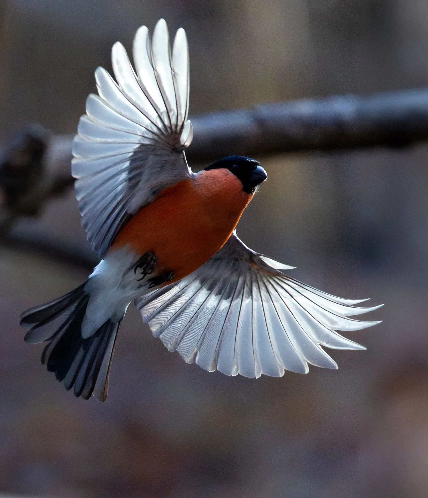 domherre-flygande-fågelfoto-naturfoto-skåne-Sverige.jpg