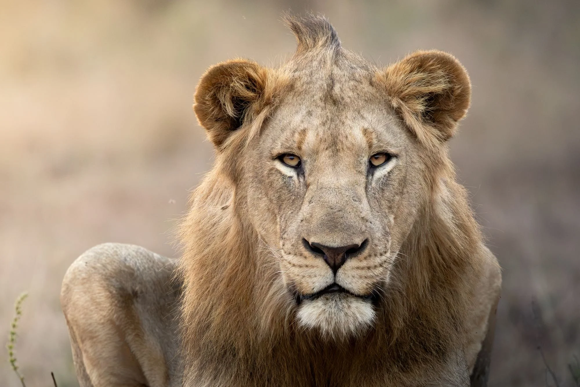 Close-up of a lion's face with a focused expression, in a natural savannah environment.