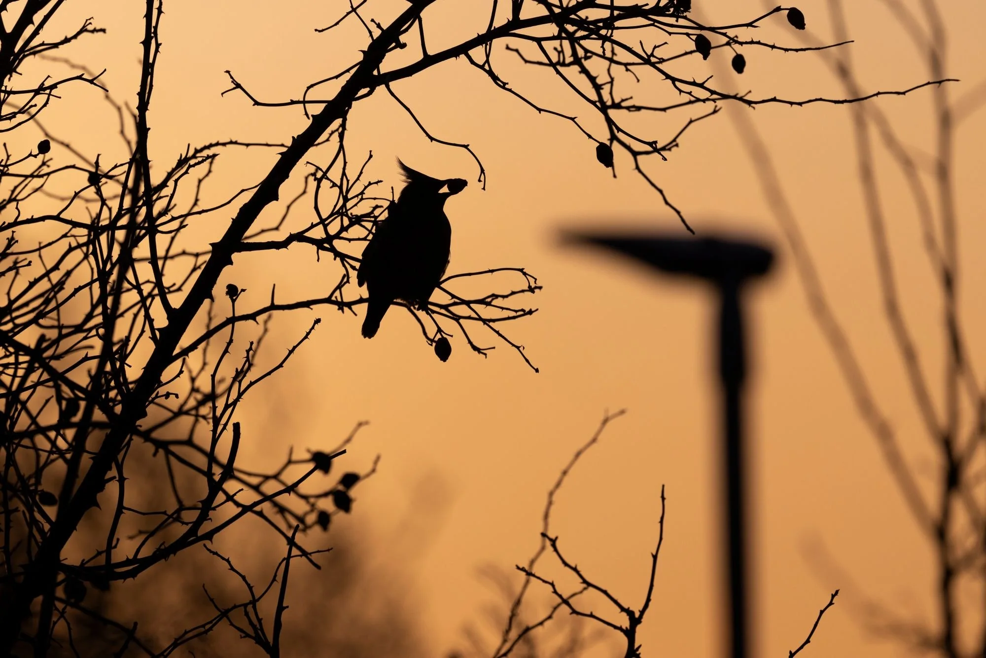 sidensvans-fågelfoto-naturfoto-skåne-Sverige.jpg