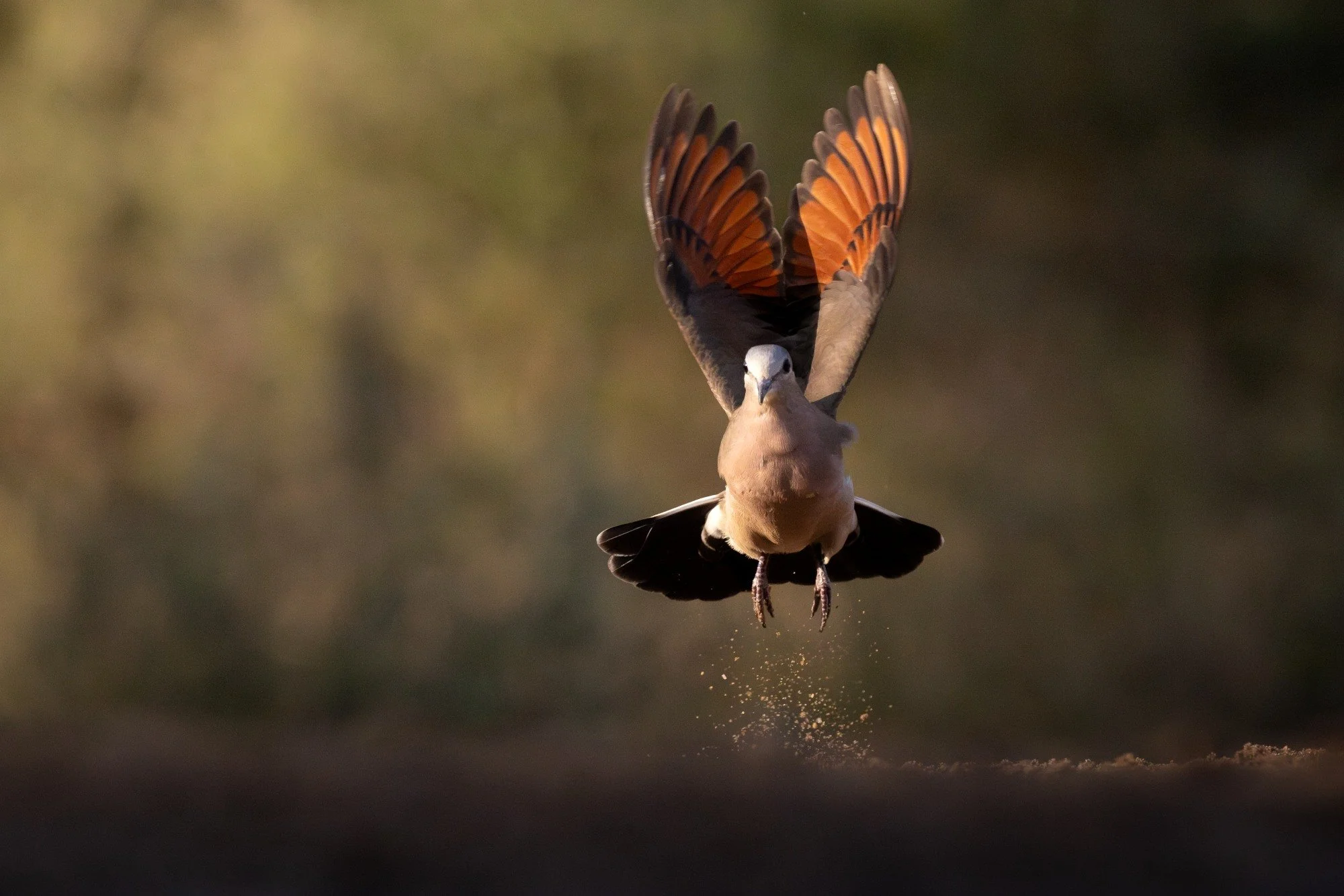 Emeraldspottedwooddove-sydafirka-zimanga-zimangaprivategamereserve-naturfoto-fågelfoto-1.jpg
