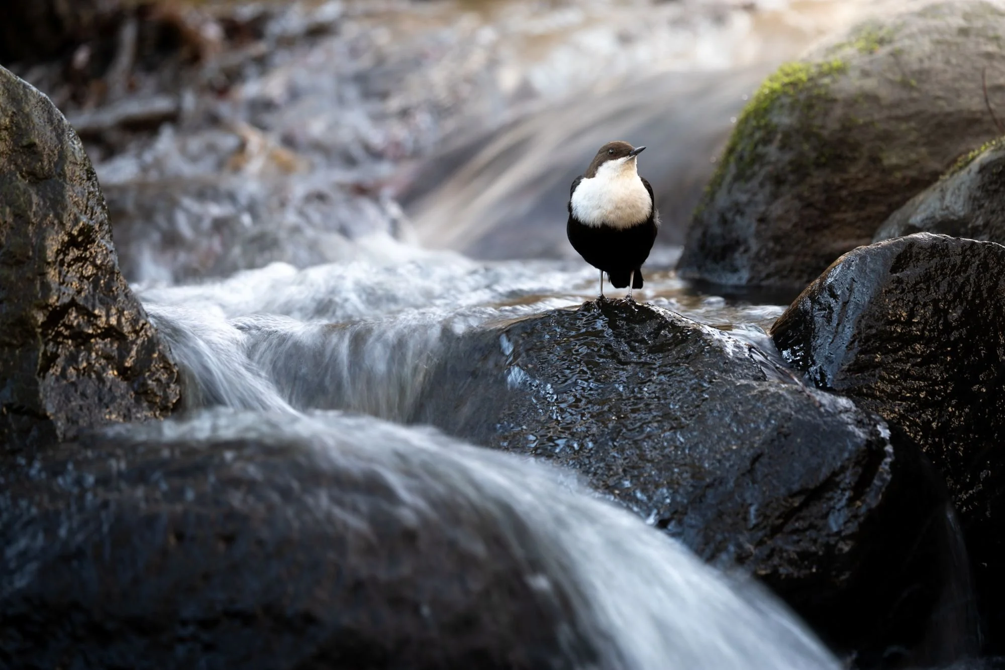 Strömstare-jordbodalen-helsingborg-fågelfoto-naturfoto-skåne-Sverige.jpg