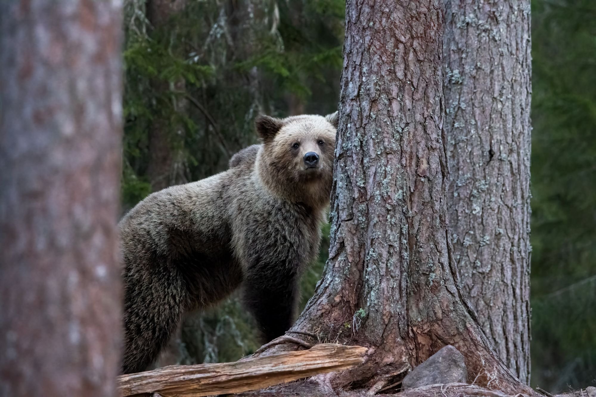 björn-naturfoto-djurfoto-sverige.jpg
