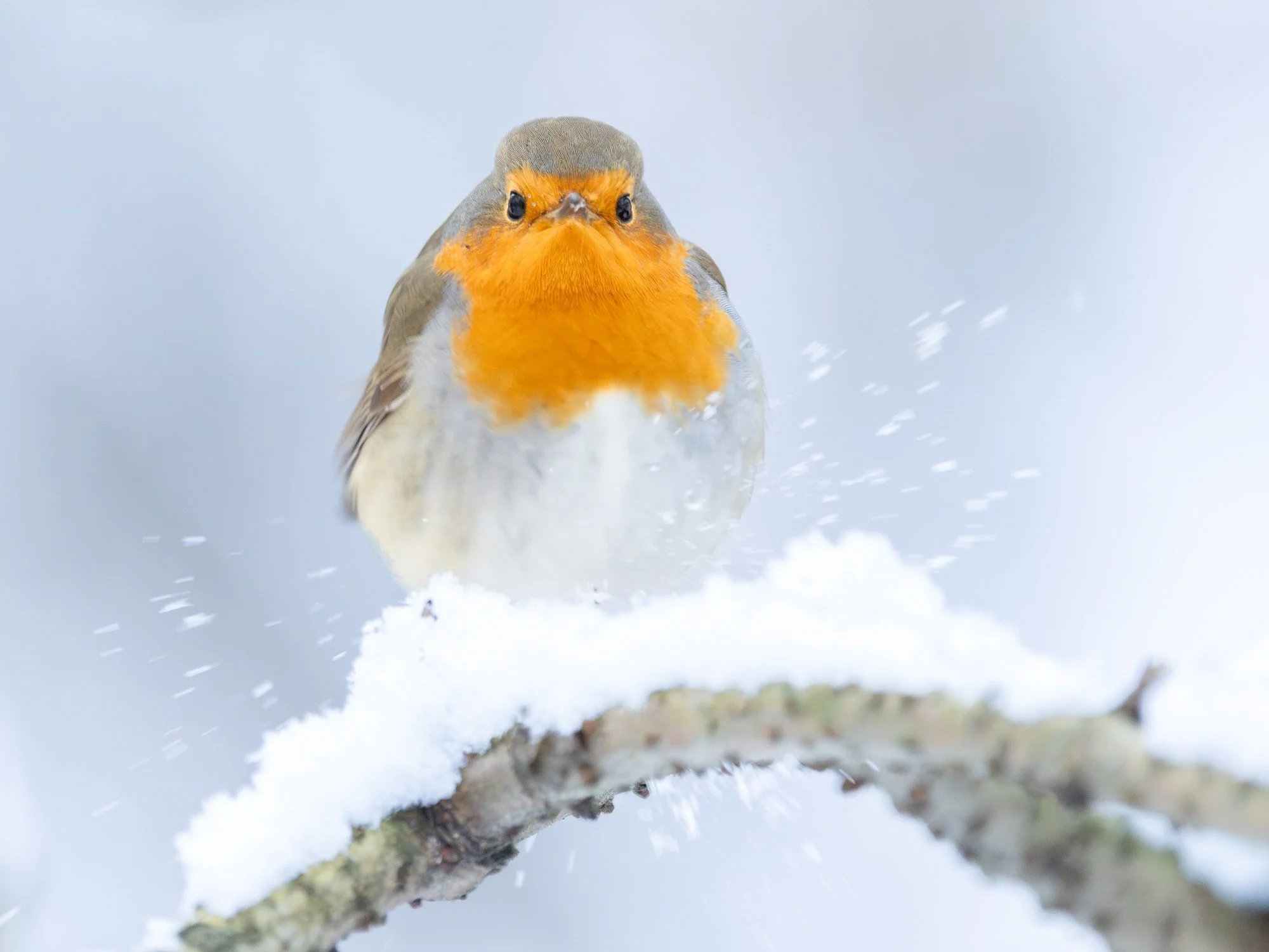 Rödhake-vinterl-fågelfoto-naturfoto-skåne-Sverige-1.jpg