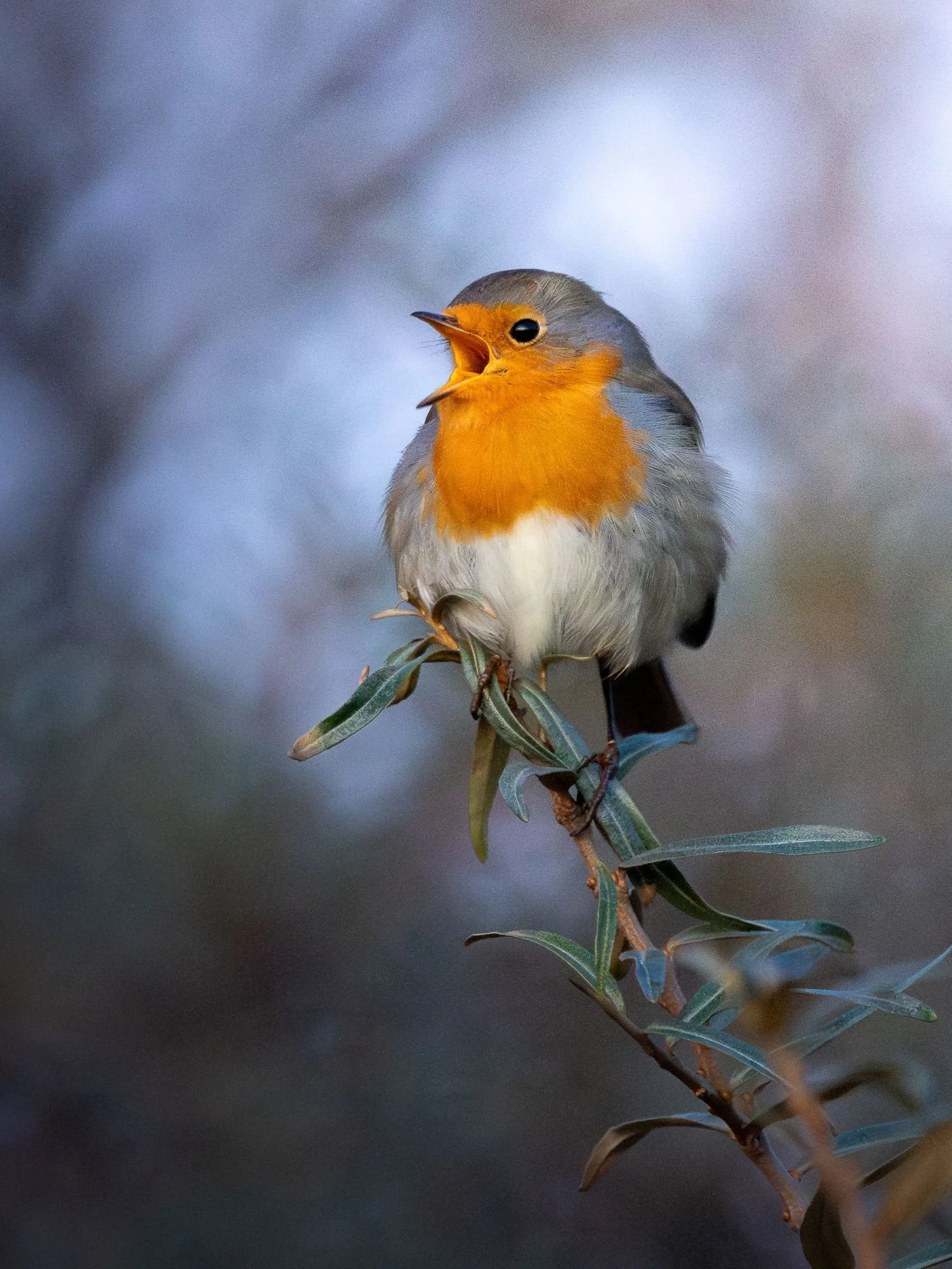 Rödhake-sjungandefågel-fågelfoto-naturfoto-skåne-Sverige.jpg