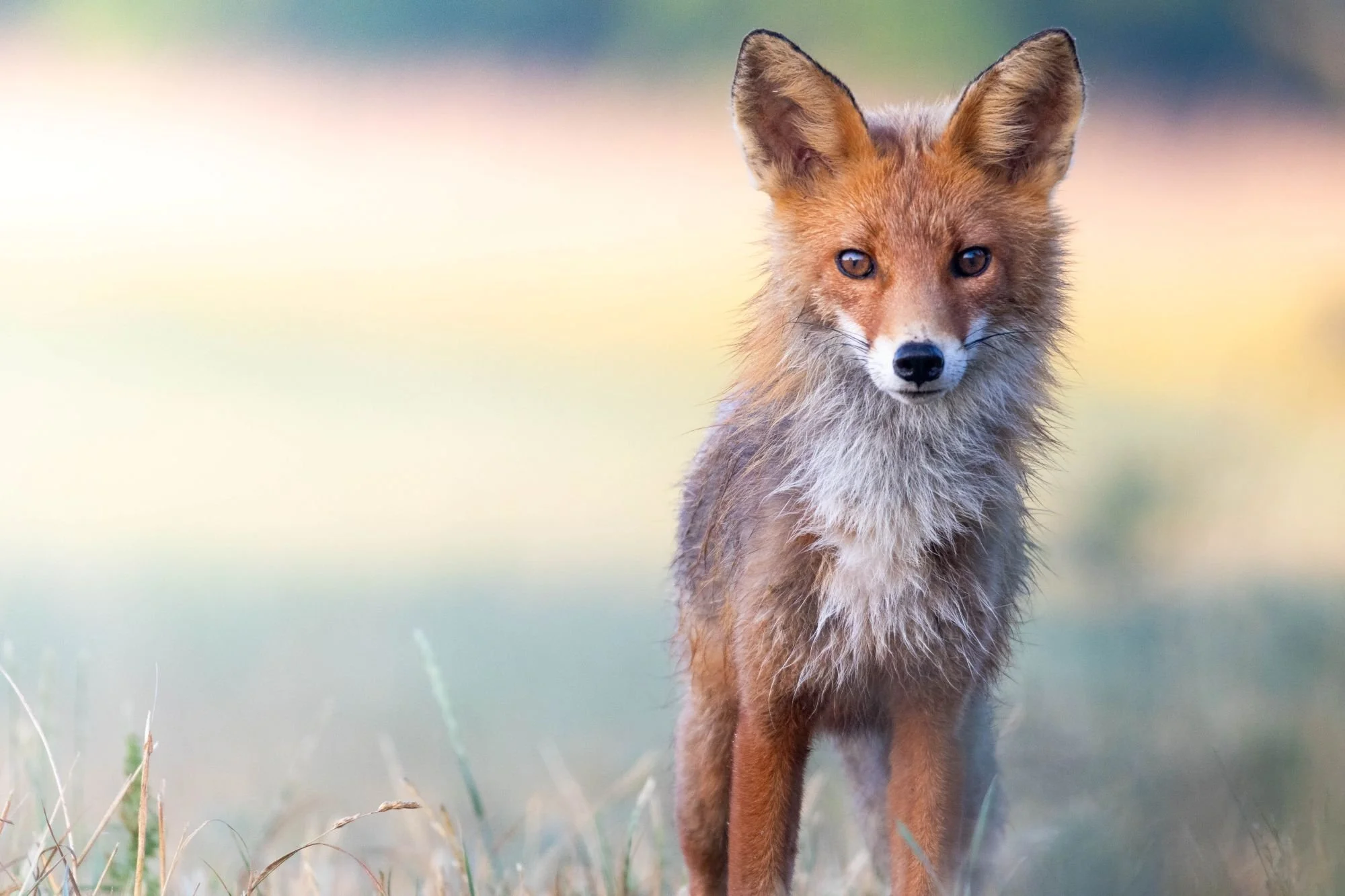 Rödräv-djurfoto-naturfoto-skåne-Sverige-4.jpg
