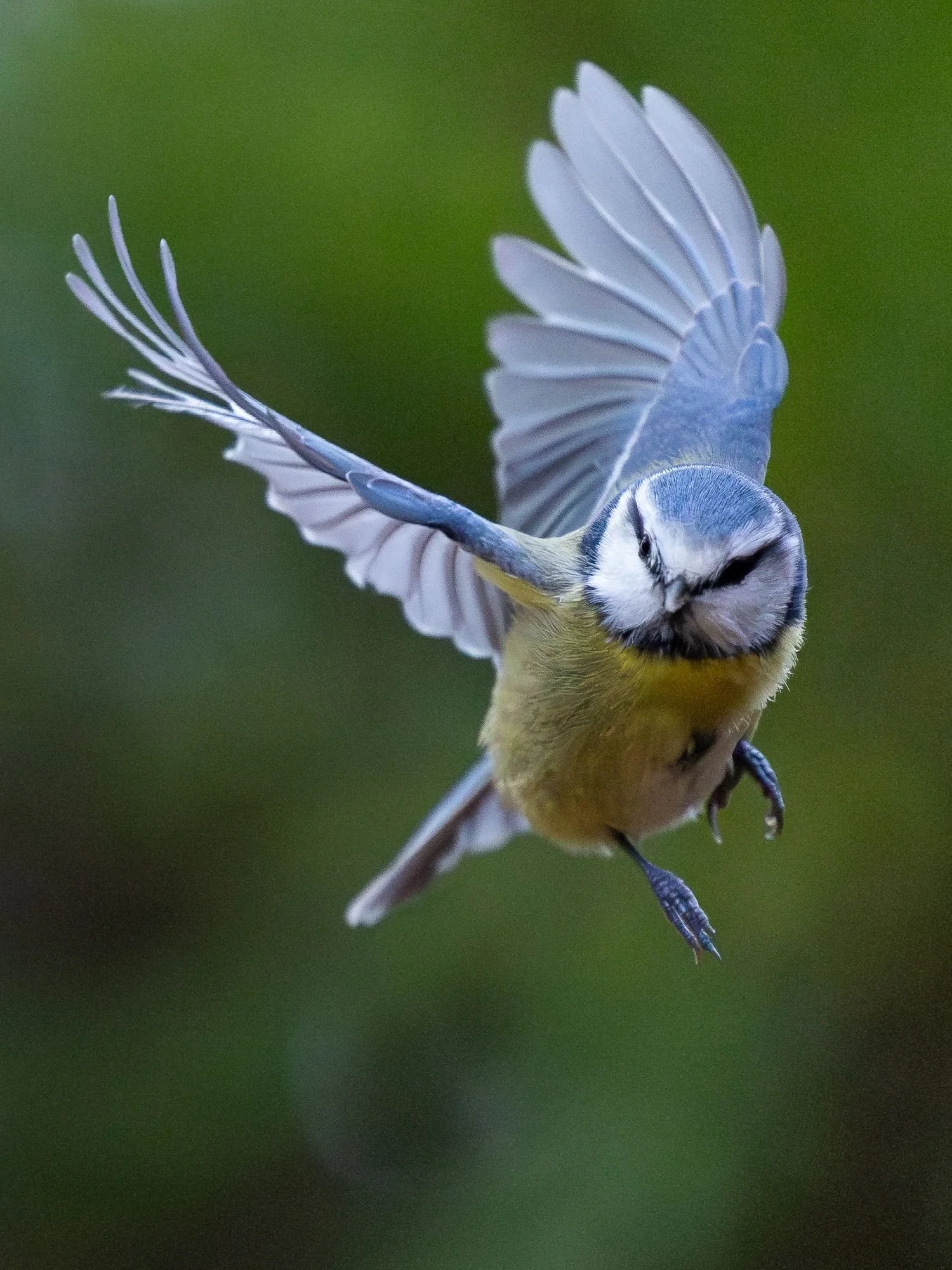 Blåmes-flygande-fågelfoto-naturfoto-skåne-Sverige.jpg