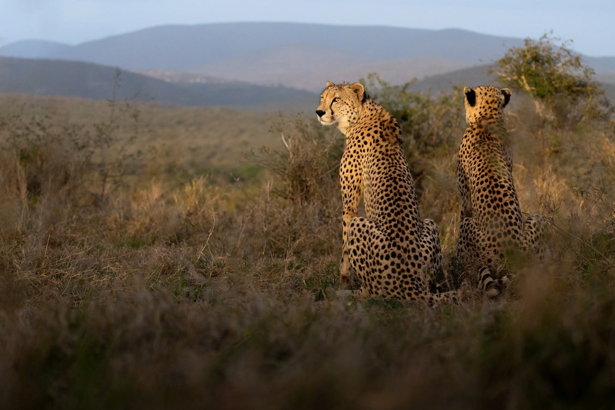 Two cheetahs sitting in a grassy savanna with mountains in the background.
