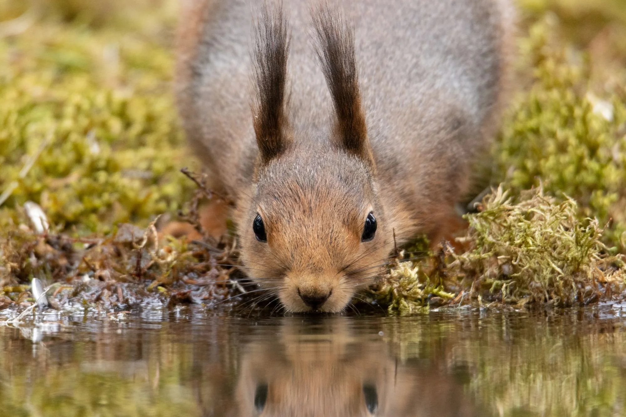 Squirrel drinking water from a small pond in a natural outdoor setting.
