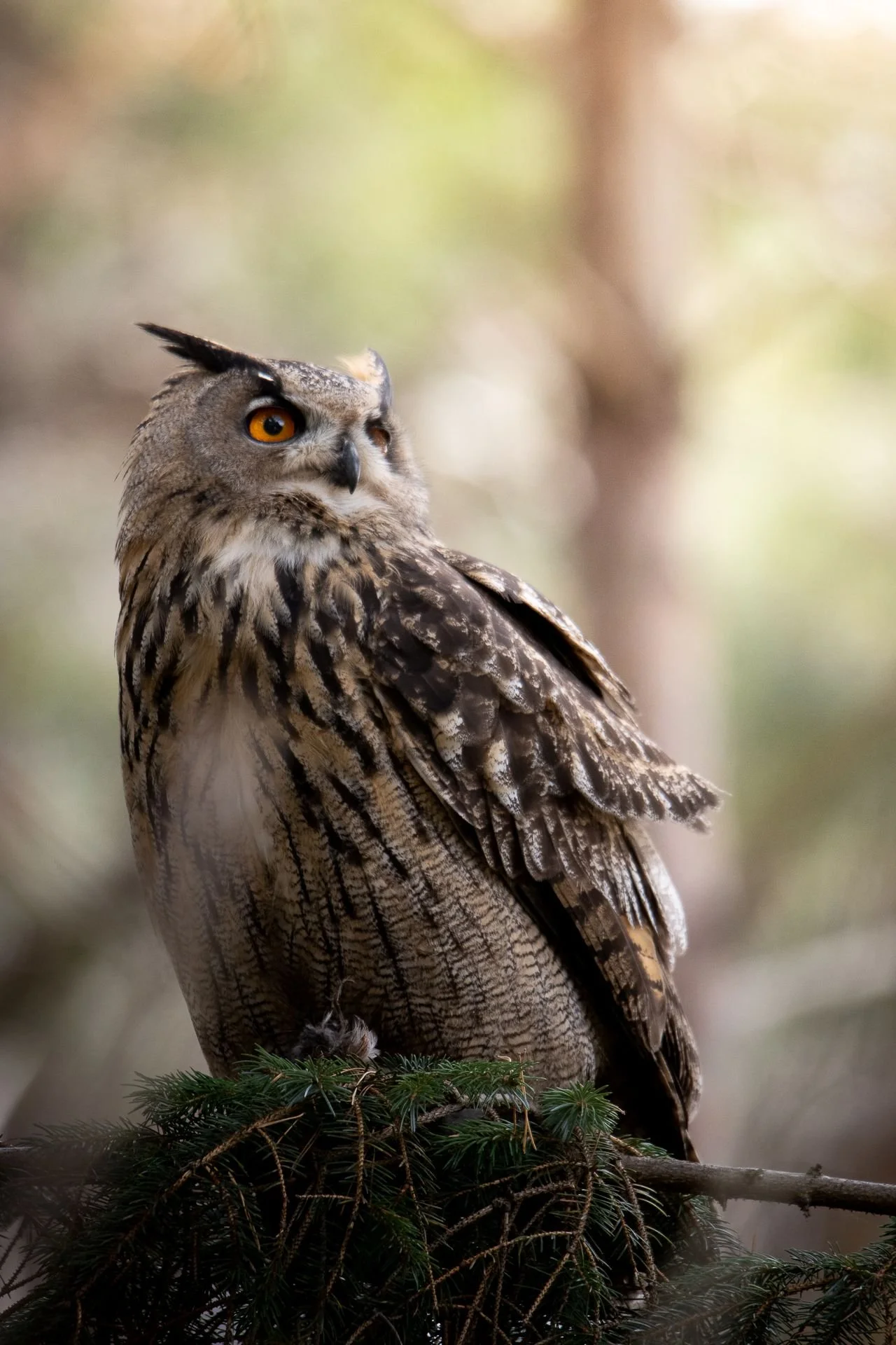 berguv-fågelfoto-naturfoto-skåne-Sverige-1.jpg