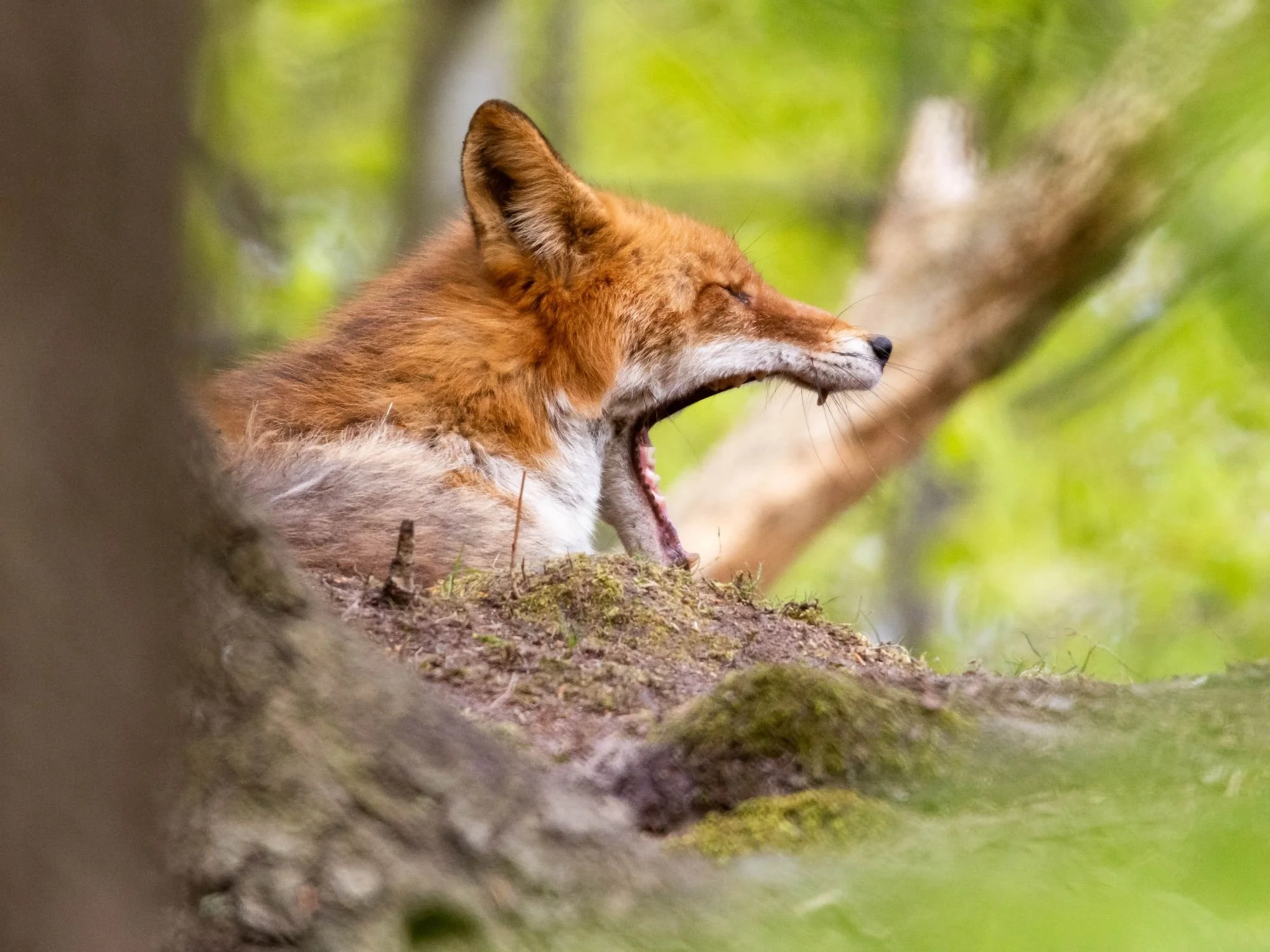Rödräv-djurfoto-naturfoto-skåne-Sverige-1.jpg