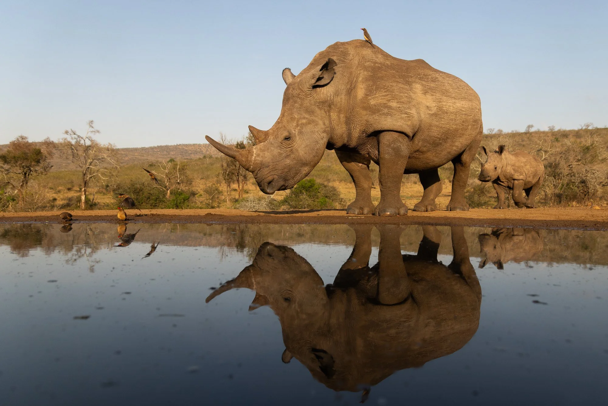 trubbnoshörning-noshörning-nattfoto-sydafirka-zimanga-zimangaprivategamereserve-naturfoto-djurfoto-7.jpg