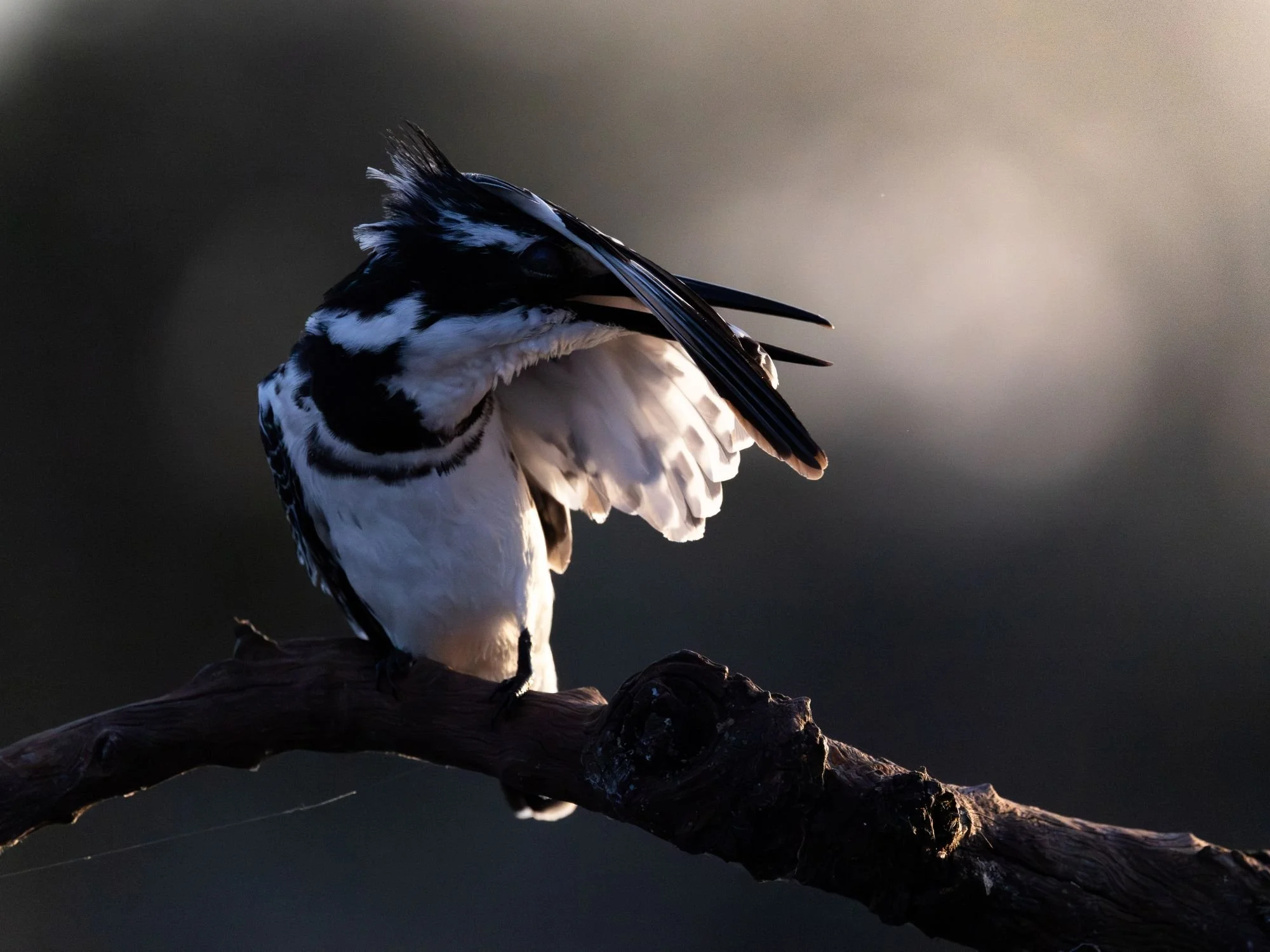 Piedkingfisher-kingfisher-sydafirka-zimanga-zimangaprivategamereserve-naturfoto-fågelfoto-1.jpg