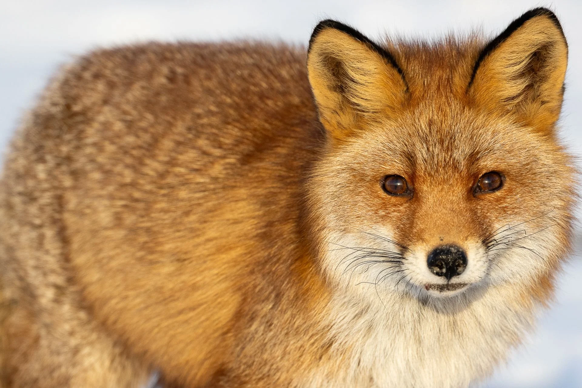 Rödräv-vinter-djurfoto-naturfoto-skåne-Sverige-2.jpg