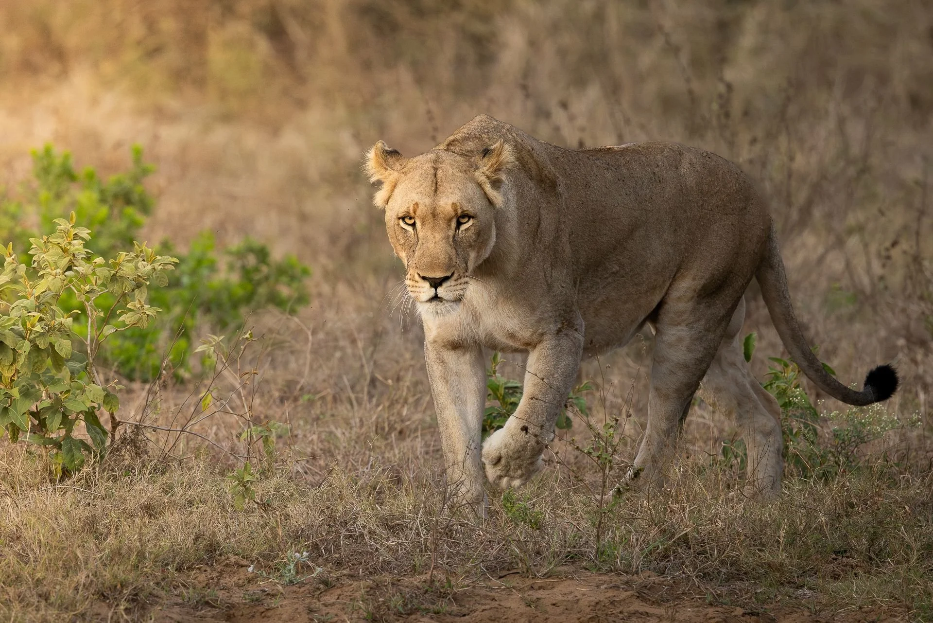 lejon-sydafirka-zimanga-zimangaprivategamereserve-naturfoto-djurfoto-8.jpg