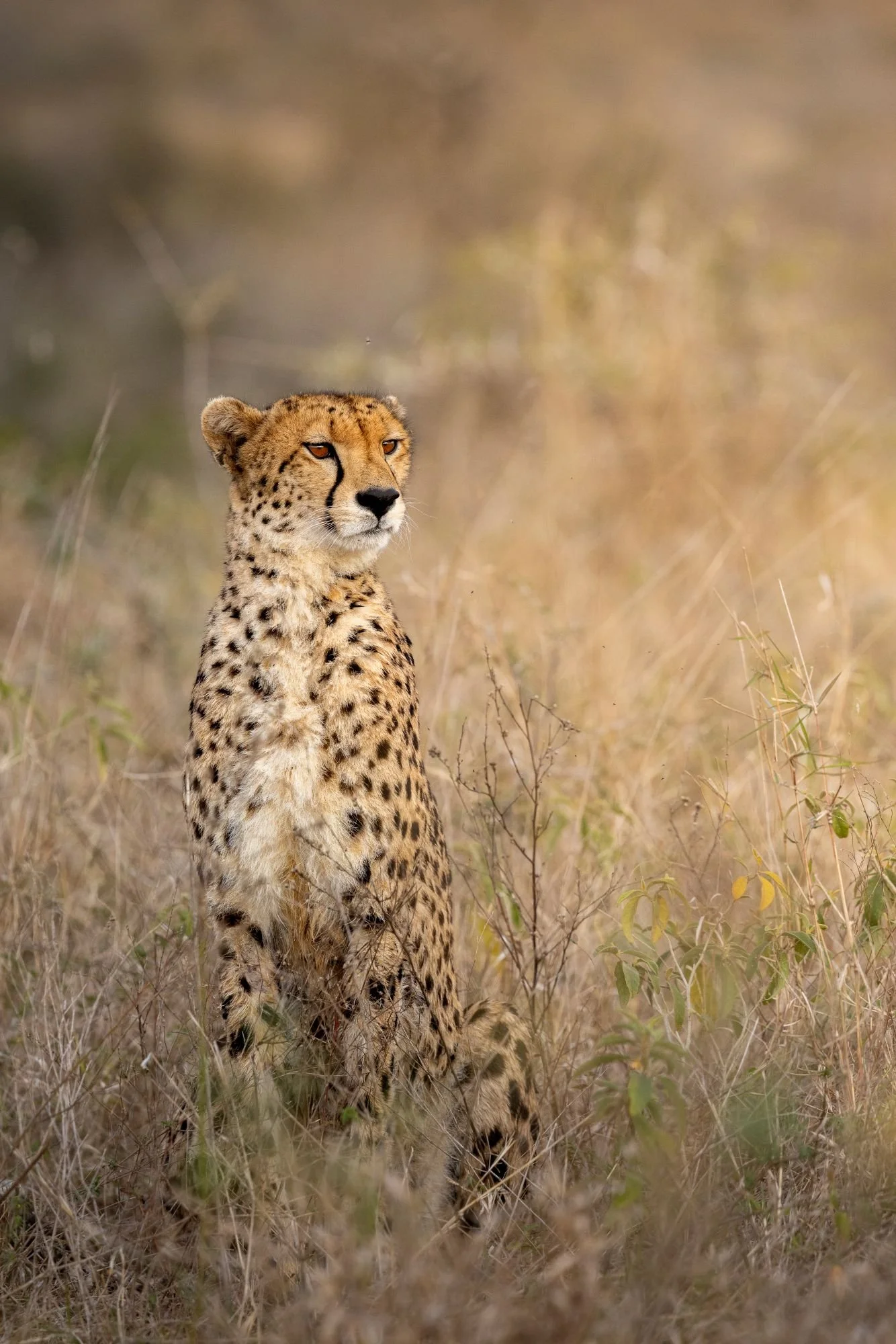 gepard-sydafirka-zimanga-zimangaprivategamereserve-naturfoto-djurfoto51.jpg