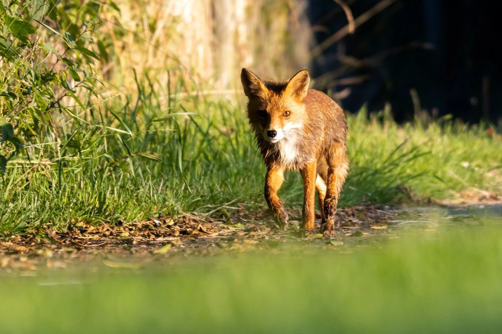 Rödräv-djurfoto-naturfoto-skåne-Sverige-5.jpg