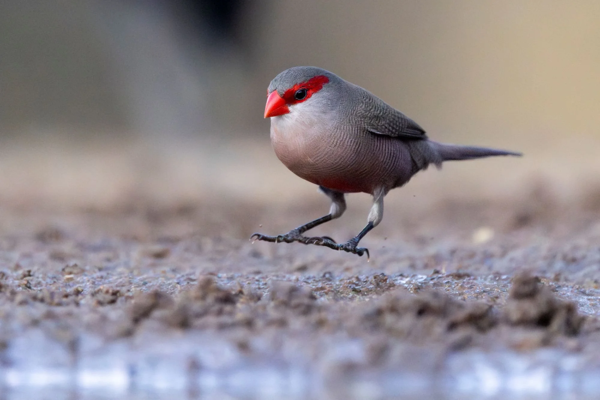 commonwaxbill-sydafirka-zimanga-zimangaprivategamereserve-naturfoto-fågelfoto-1.jpg