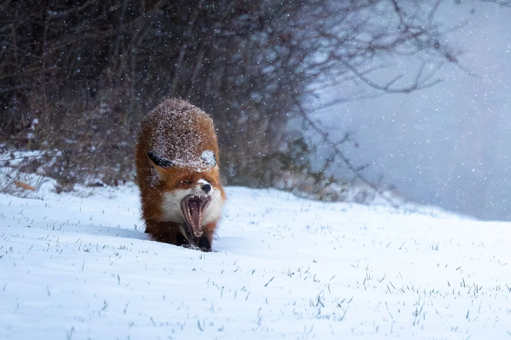 A red fox in snow, with snow on its fur, mid-yawn in a winter landscape with snow-covered ground and leafless trees.