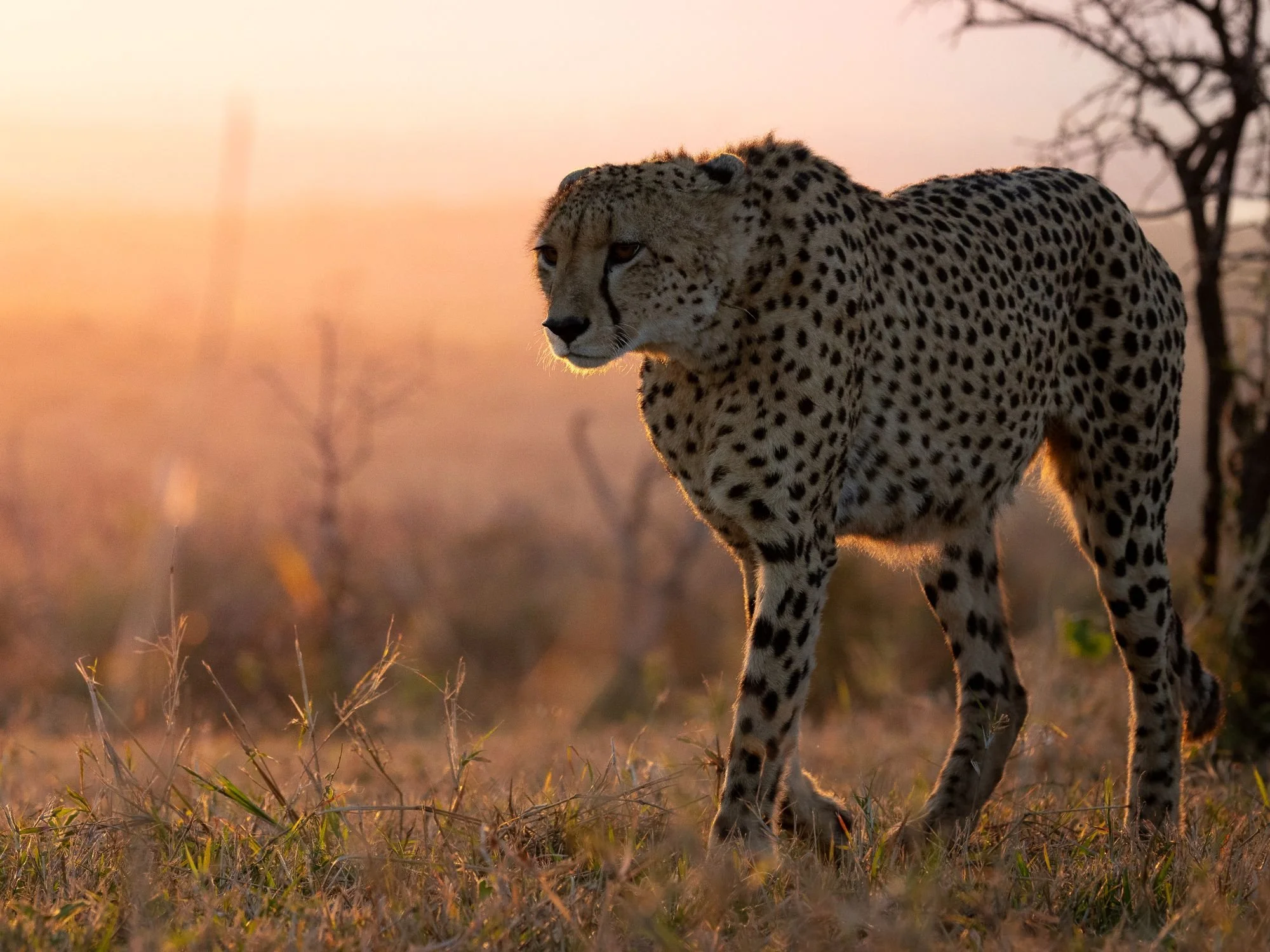 gepard-sydafirka-zimanga-zimangaprivategamereserve-naturfoto-djurfoto-4.jpg
