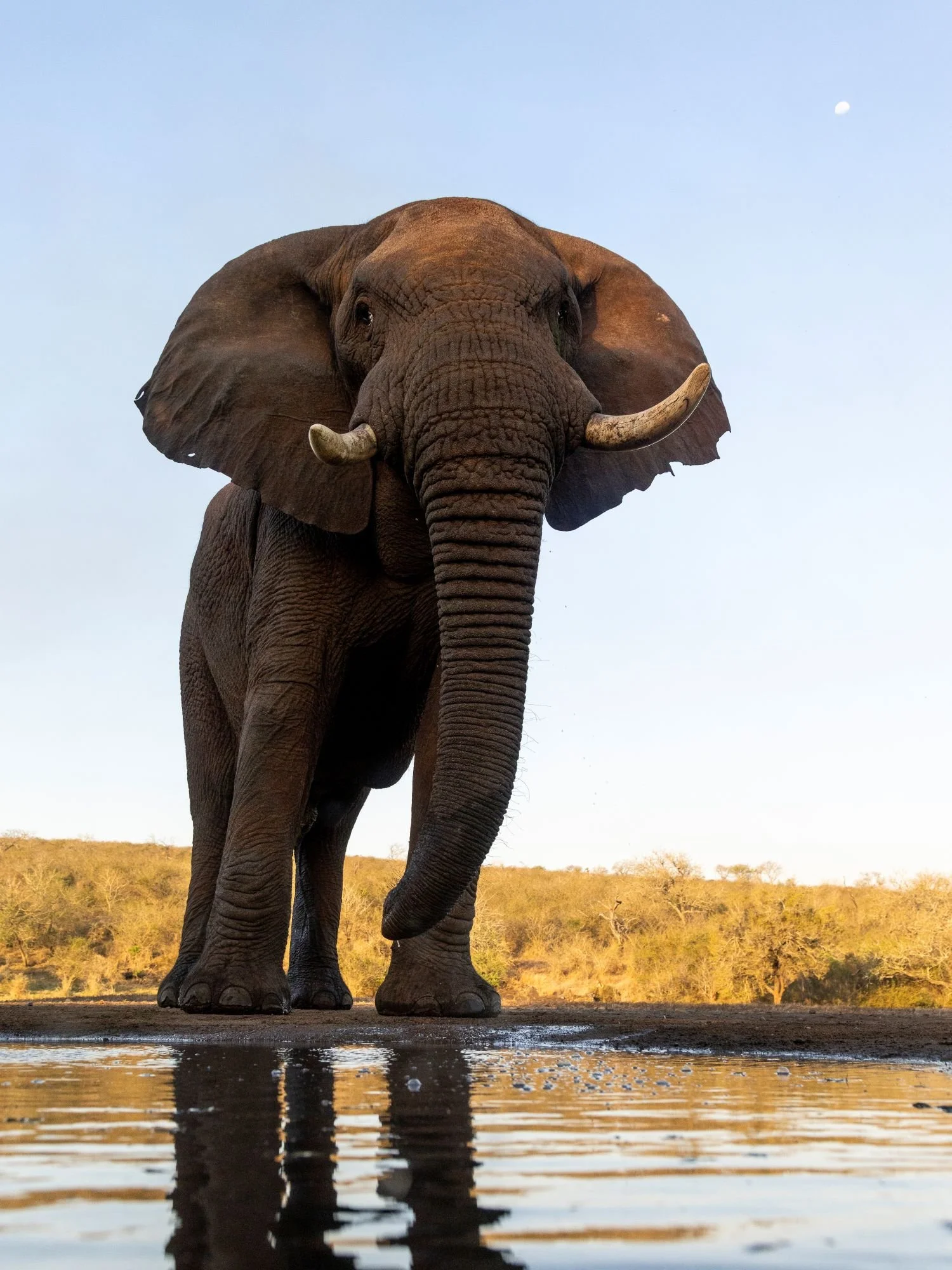 savannelefant-elefant-sydafirka-zimanga-zimangaprivategamereserve-naturfoto-djurfoto-6.jpg