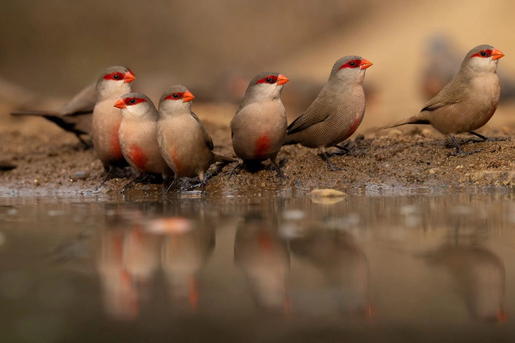 commonwaxbill-sydafirka-zimanga-zimangaprivategamereserve-naturfoto-fågelfoto-2.jpg