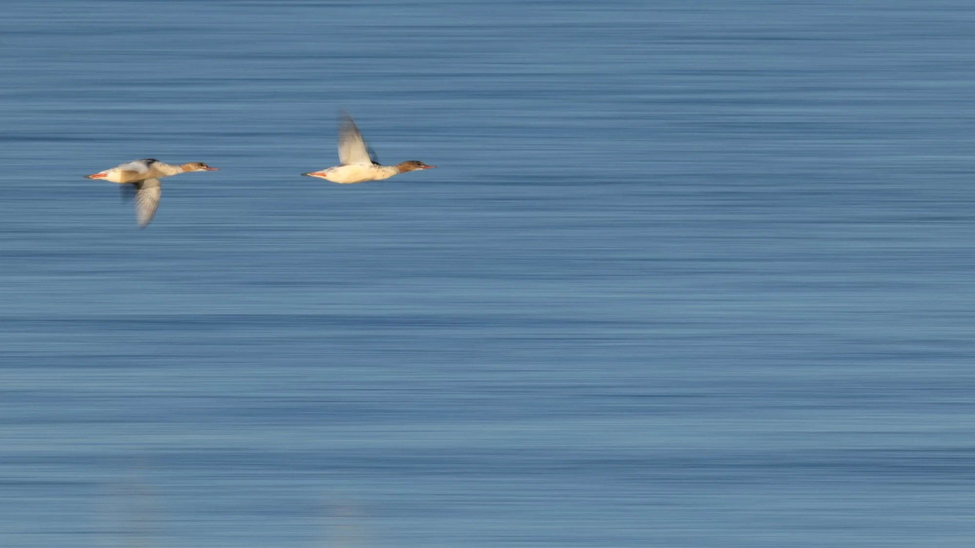 Storskrake-sjöfågel-fågelfoto-naturfoto-skåne-Sverige.jpg