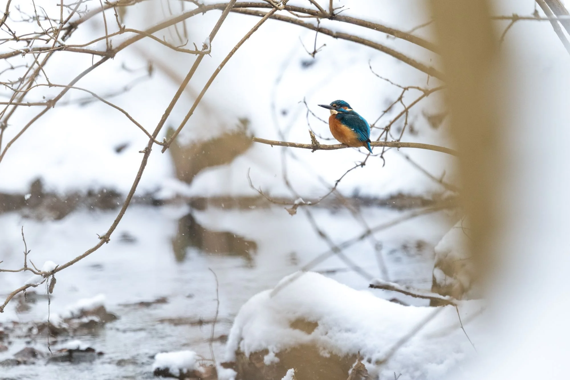 Kungsfiskare-fågelfoto-naturfoto-skåne-Sverige-5.jpg