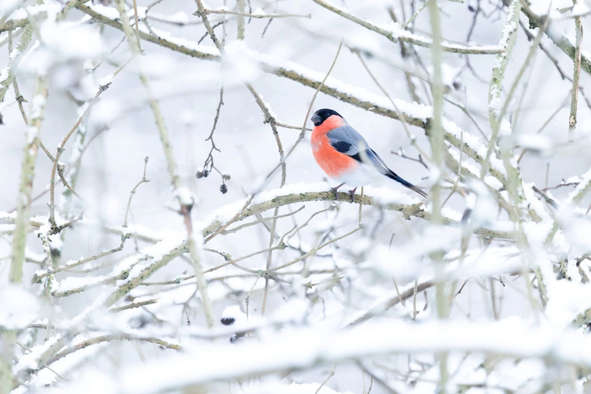 domherre-snö-fågelfoto-naturfoto-skåne-Sverige.jpg