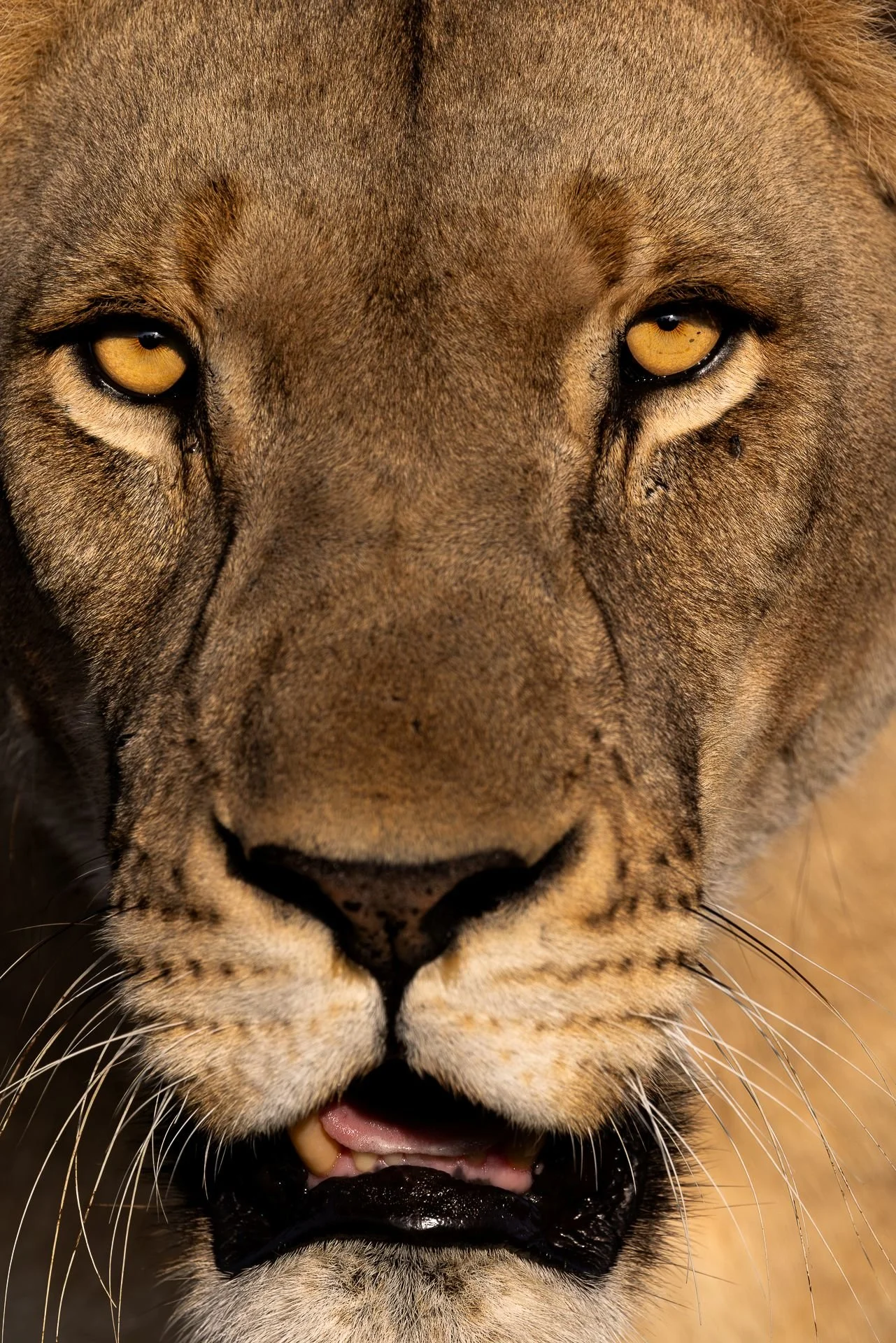 lejon-sydafirka-zimanga-zimangaprivategamereserve-naturfoto-djurfoto-4.jpg